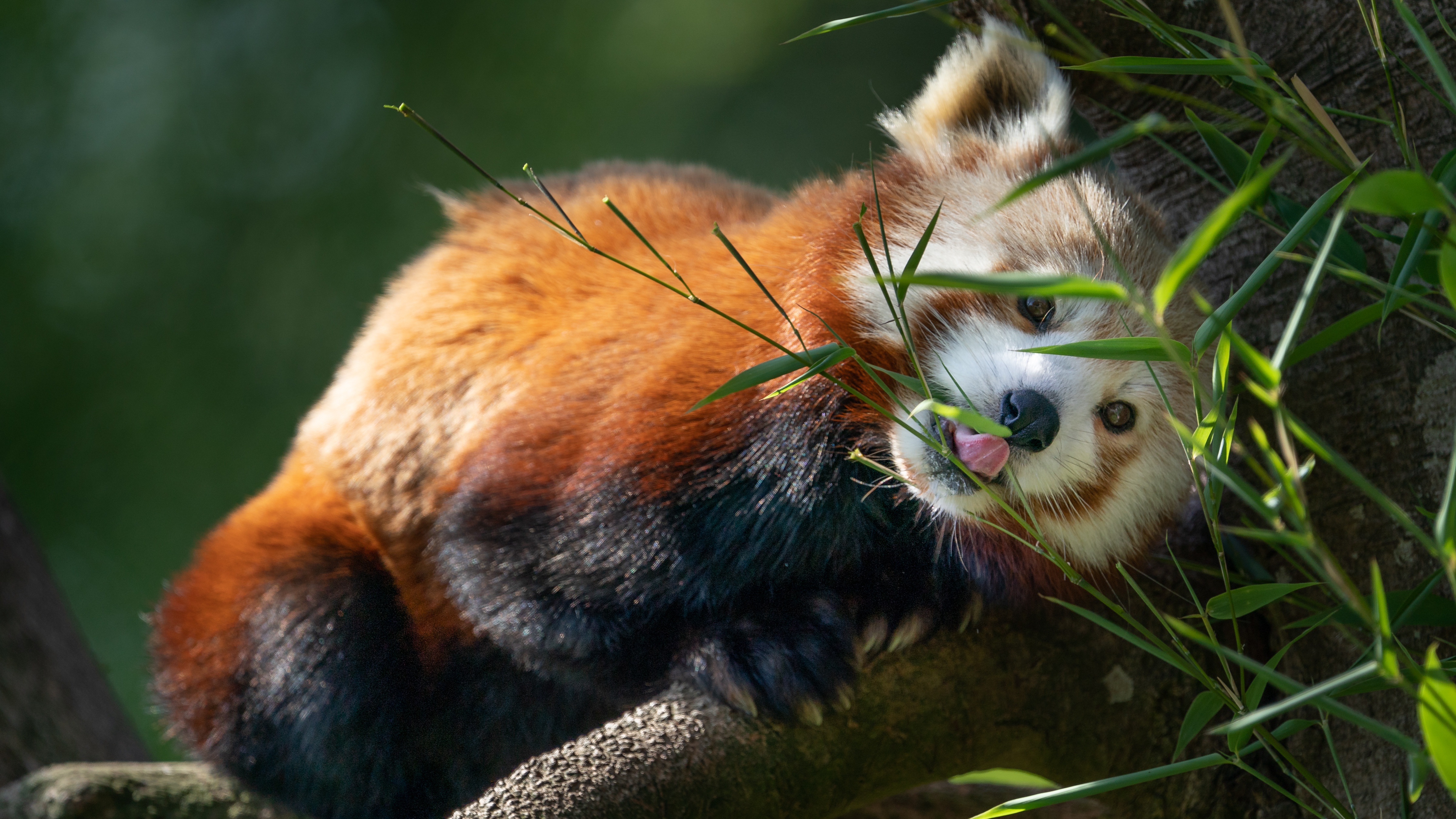 Download mobile wallpaper Animal, Red Panda for free.