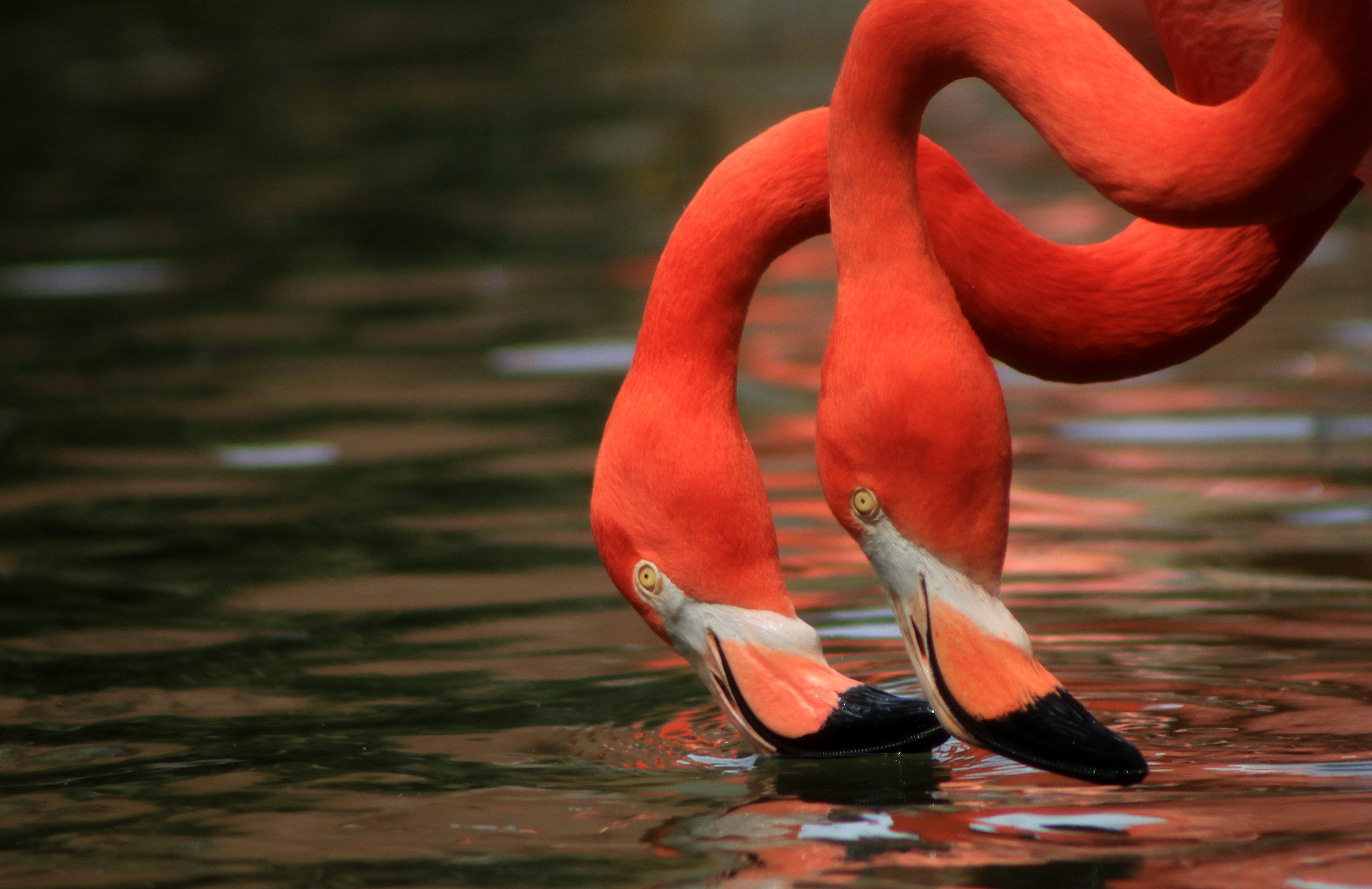 Download mobile wallpaper Birds, Flamingo, Bird, Animal for free.