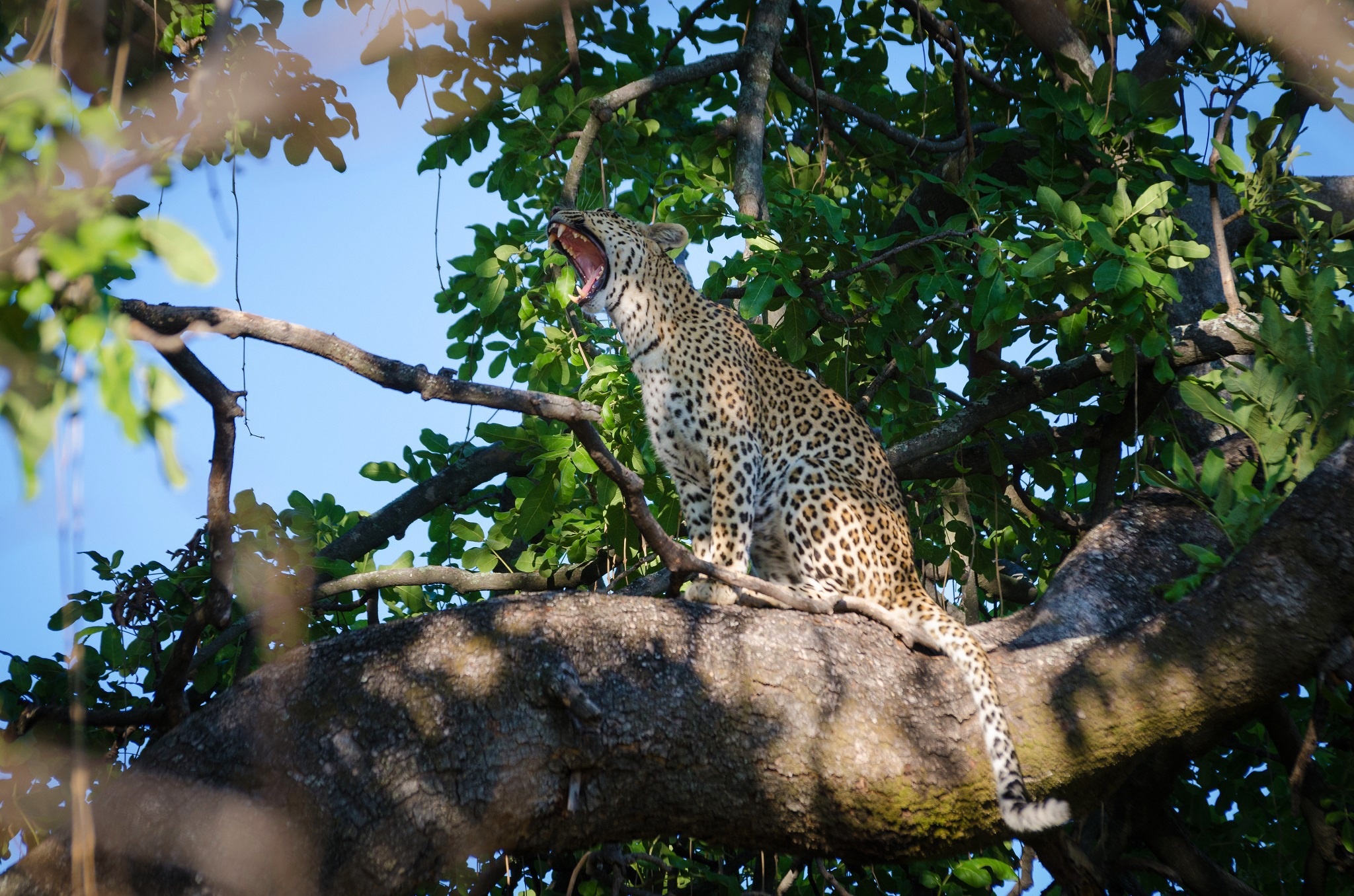 Baixar papel de parede para celular de Animais, Gatos, Leopardo gratuito.