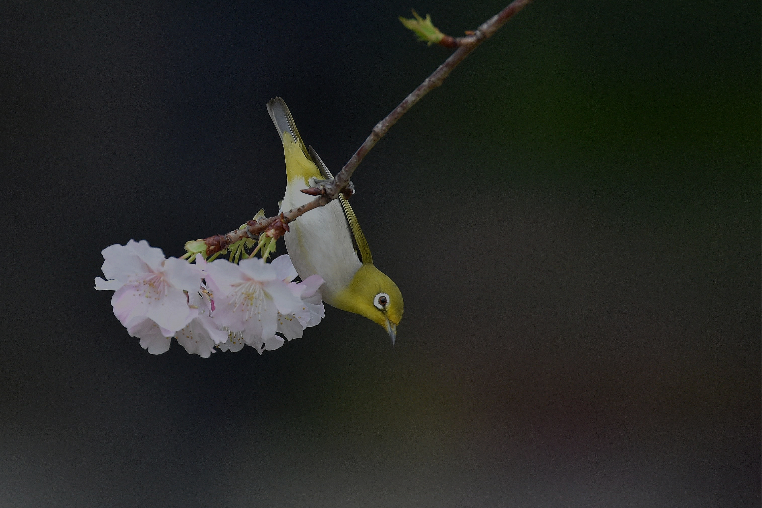 spring, japan, animal, japanese white eye, bird, passerine, sakura blossom, birds