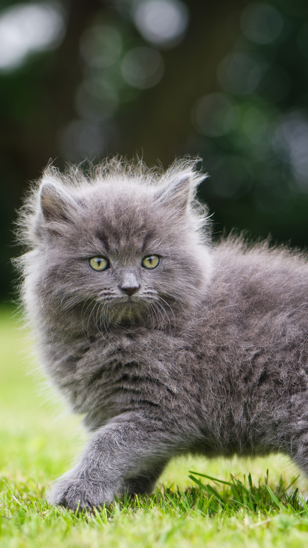 Download mobile wallpaper Cats, Cat, Fluffy, Kitten, Animal, Bokeh, Baby Animal for free.