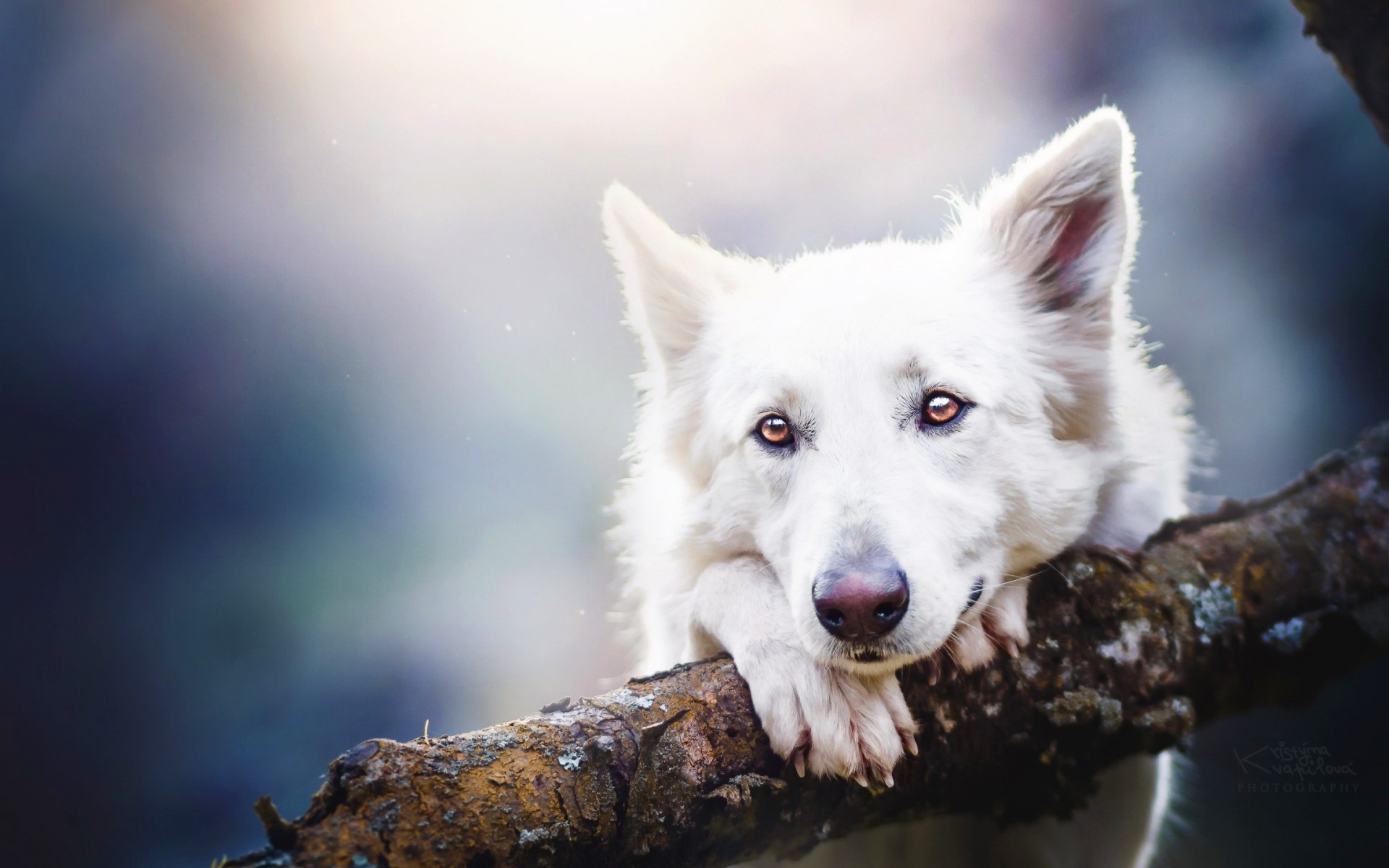 417268 Hintergrundbild herunterladen tiere, weißer schäferhund, süß, hund, weiß, hunde - Bildschirmschoner und Bilder kostenlos