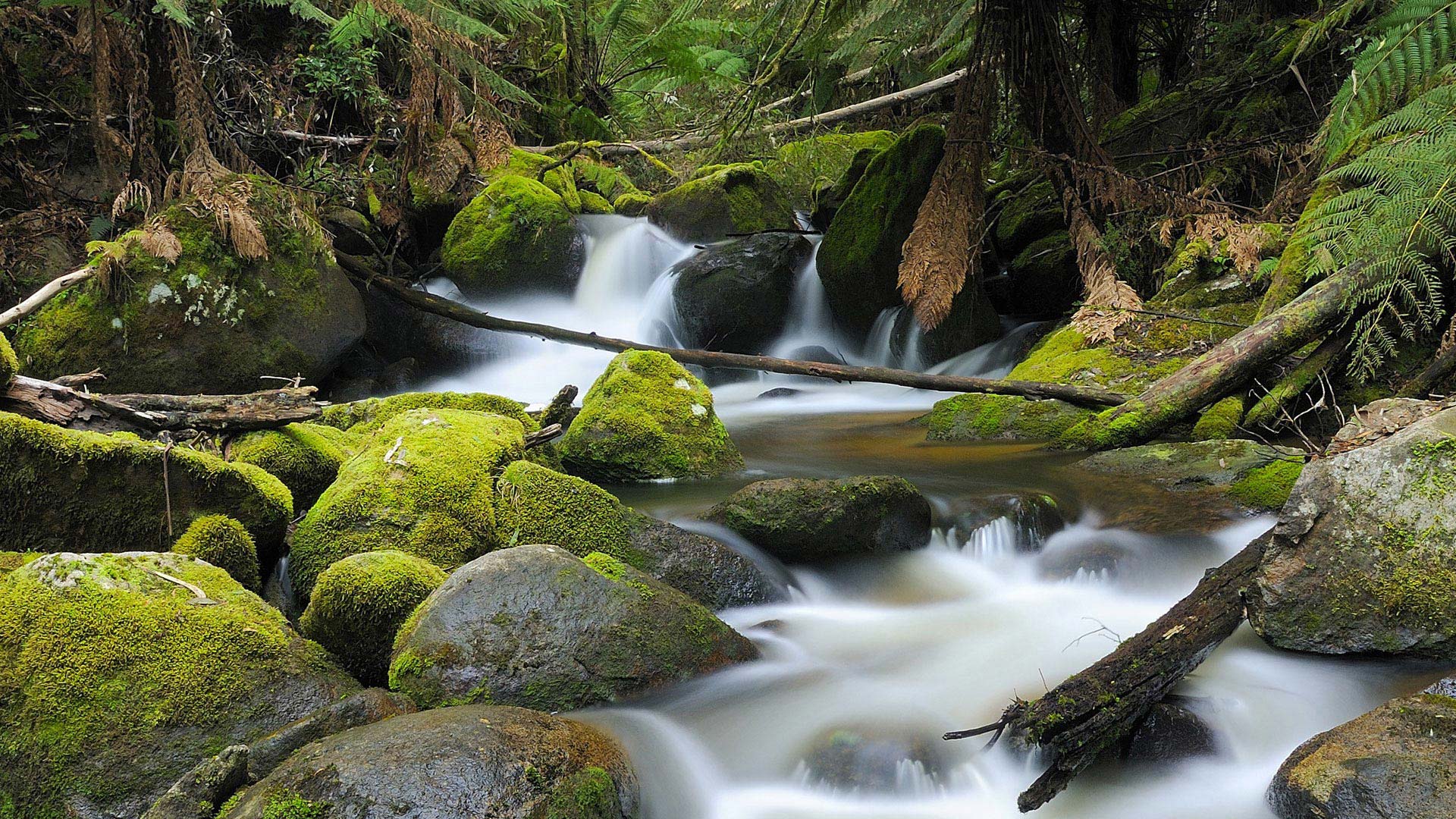 Скачать картинку Природа, Вода, Лес, Ручей, Австралия, Земля/природа в телефон бесплатно.