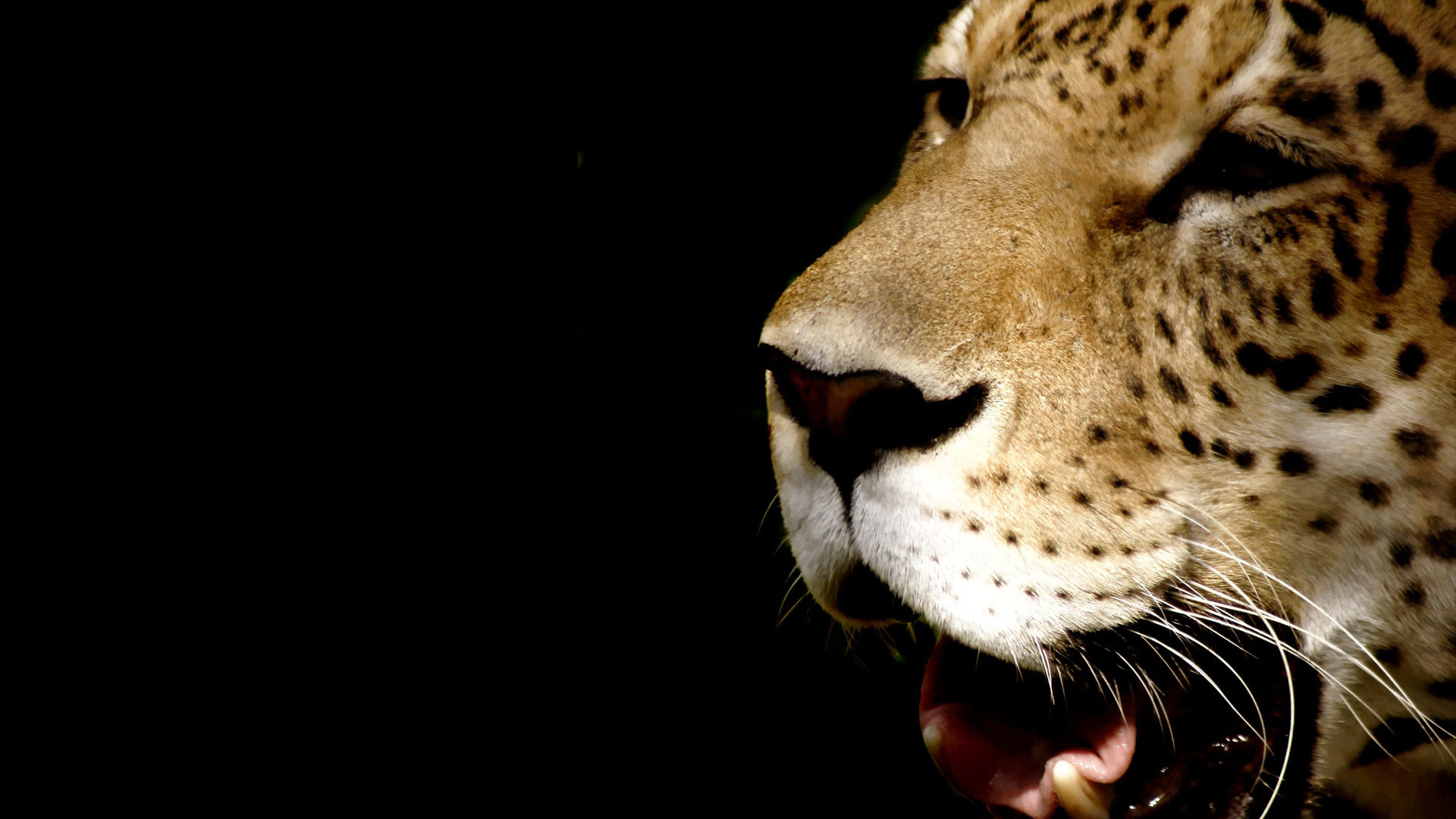 Baixe gratuitamente a imagem Animais, Gatos, Leopardo na área de trabalho do seu PC