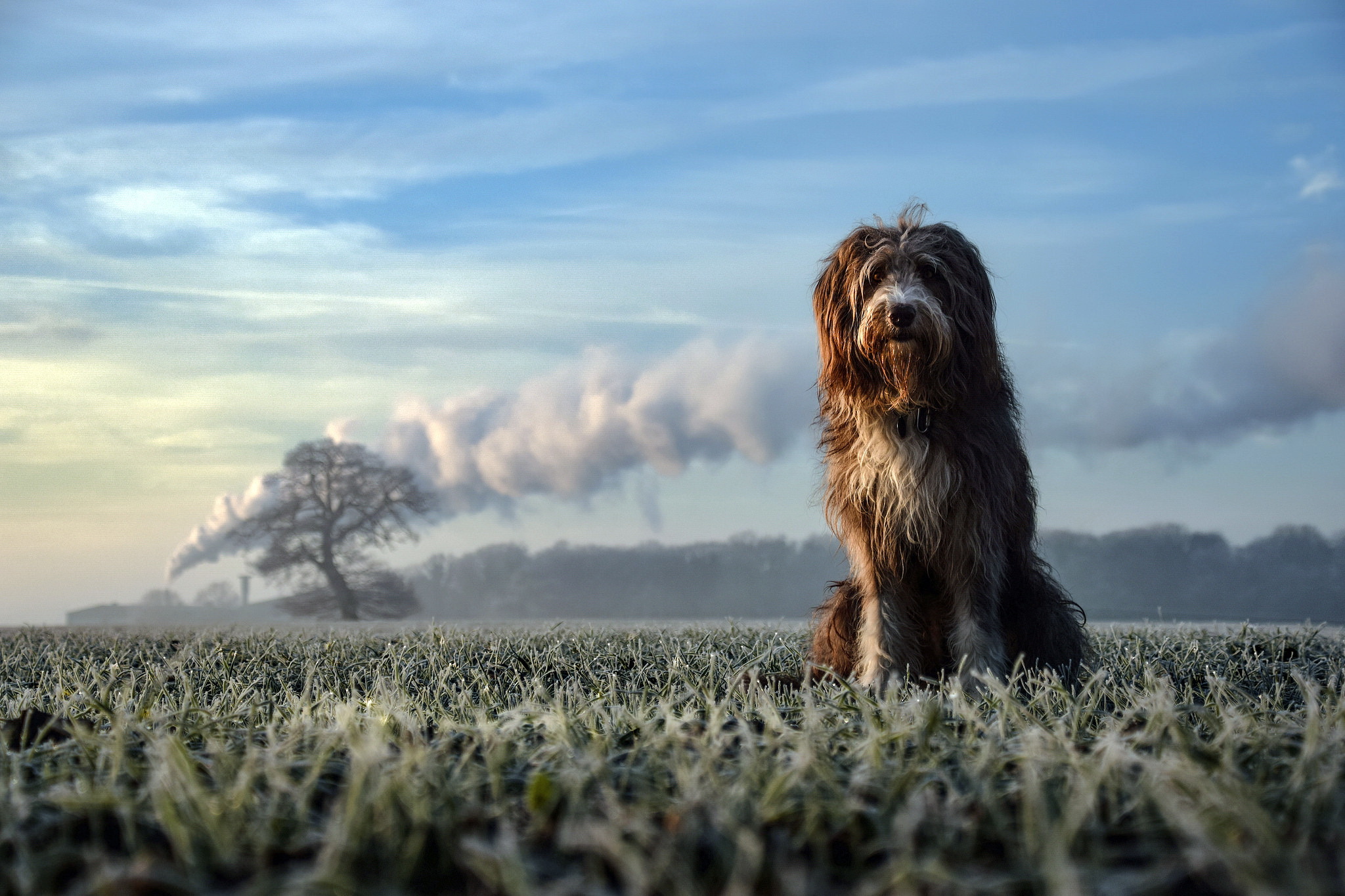 Download mobile wallpaper Dogs, Dog, Field, Animal for free.