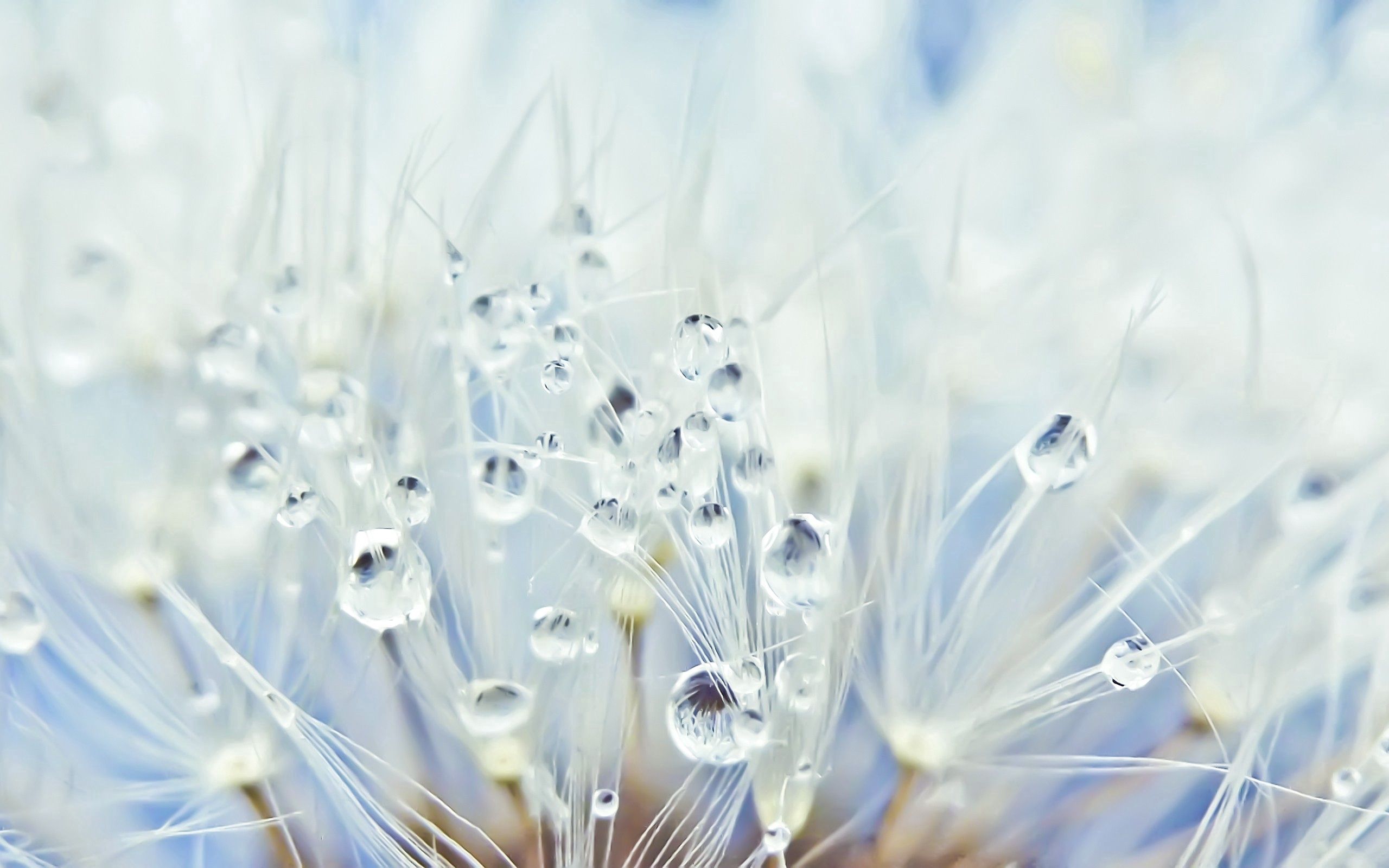 HD Dandelion Android Images