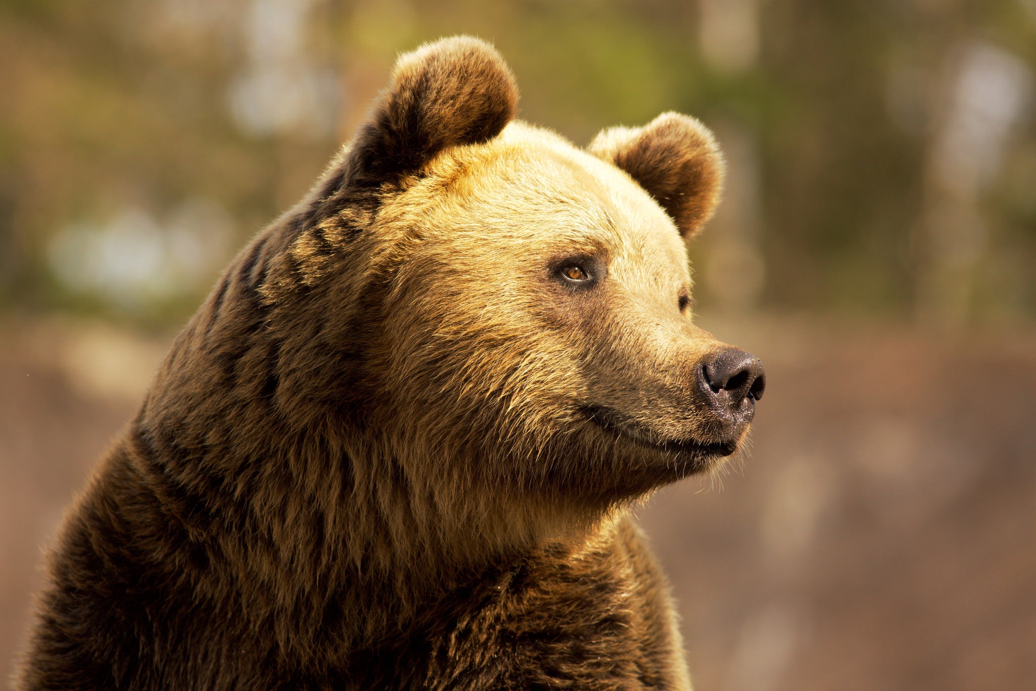 Baixe gratuitamente a imagem Animais, Urso, Ursos, Profundidade De Campo na área de trabalho do seu PC