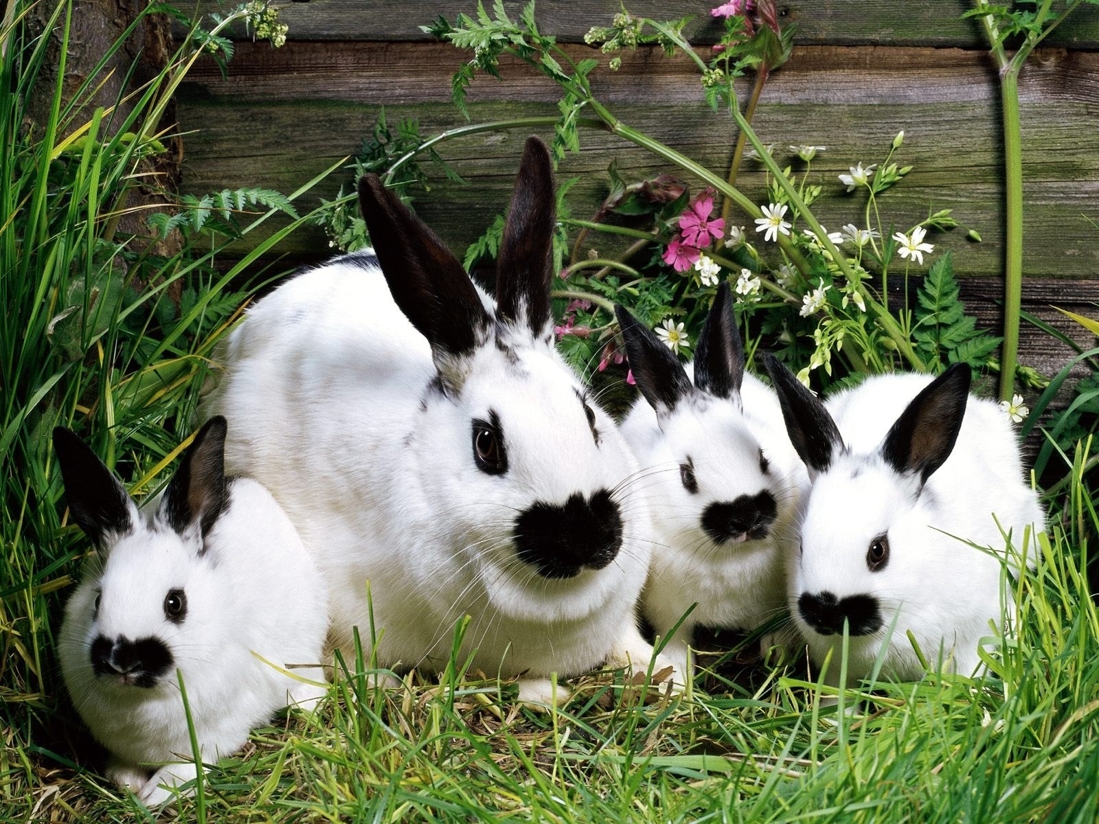 3907 Bild herunterladen tiere, nagetiere, kaninchen - Hintergrundbilder und Bildschirmschoner kostenlos