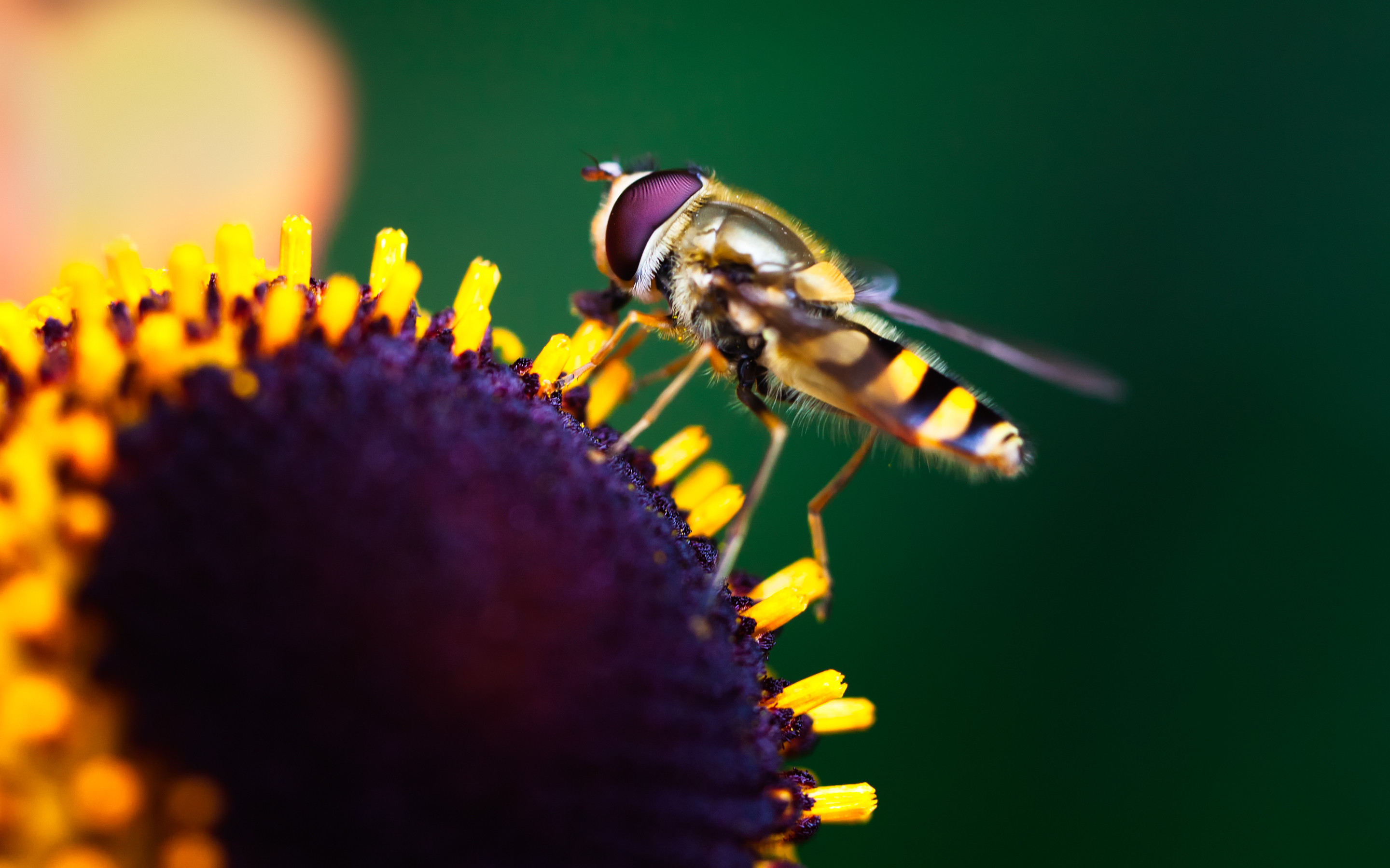 233939 baixar papel de parede animais, abelha, insetos - protetores de tela e imagens gratuitamente