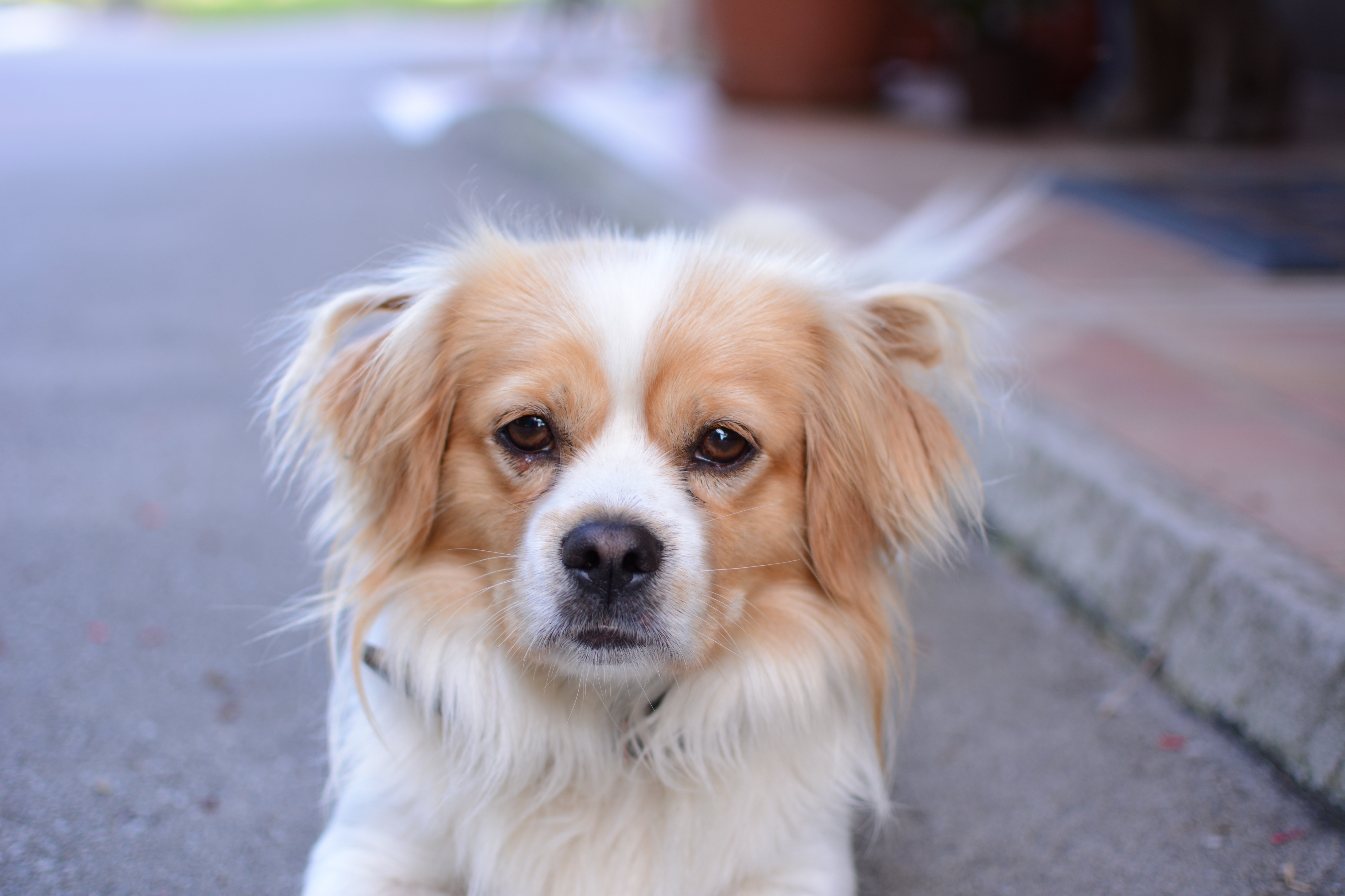 Baixar papel de parede para celular de Animais, Cães, Cão, Focinho gratuito.