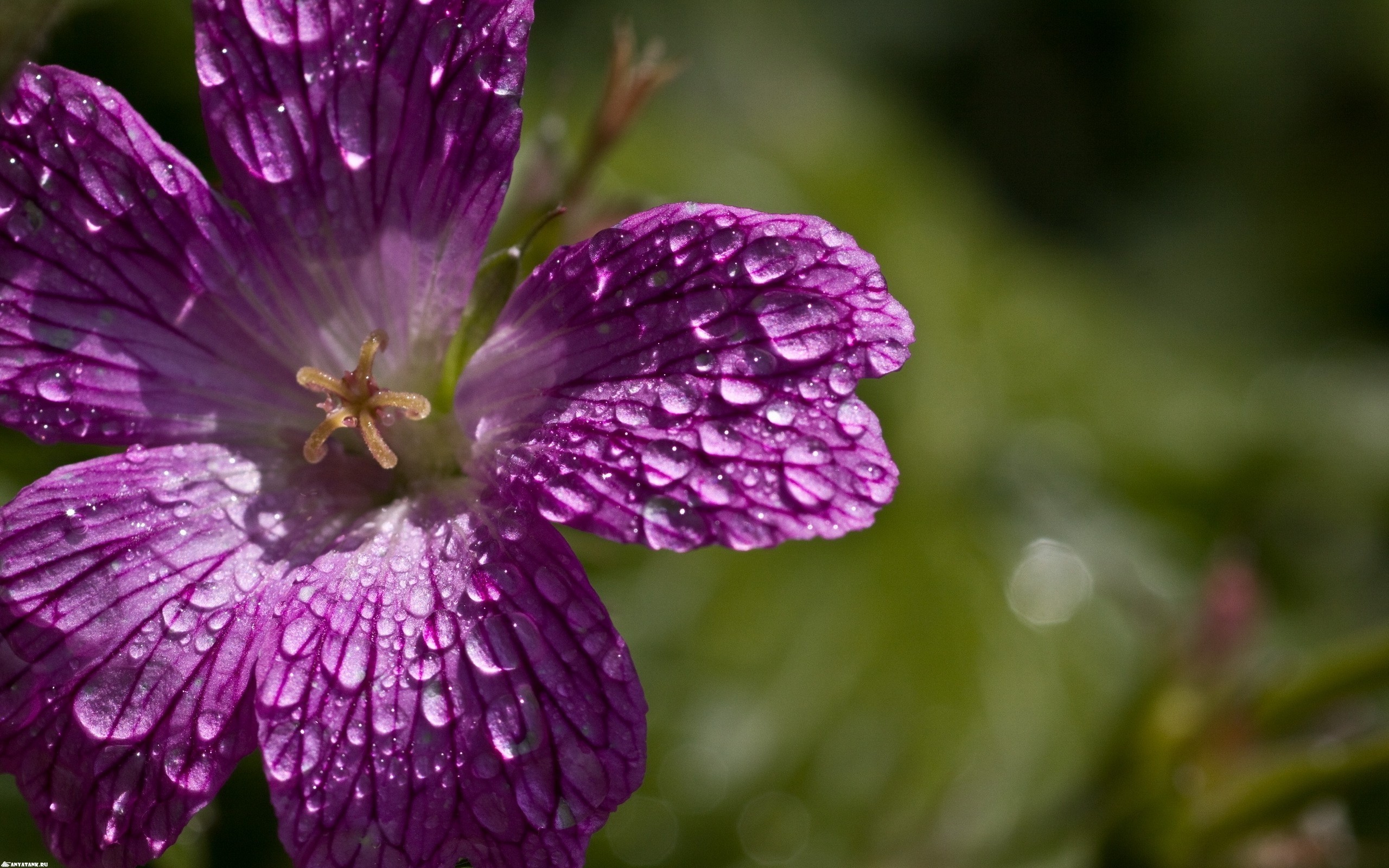 Téléchargez gratuitement l'image Fleurs, Fleur, Terre/nature sur le bureau de votre PC