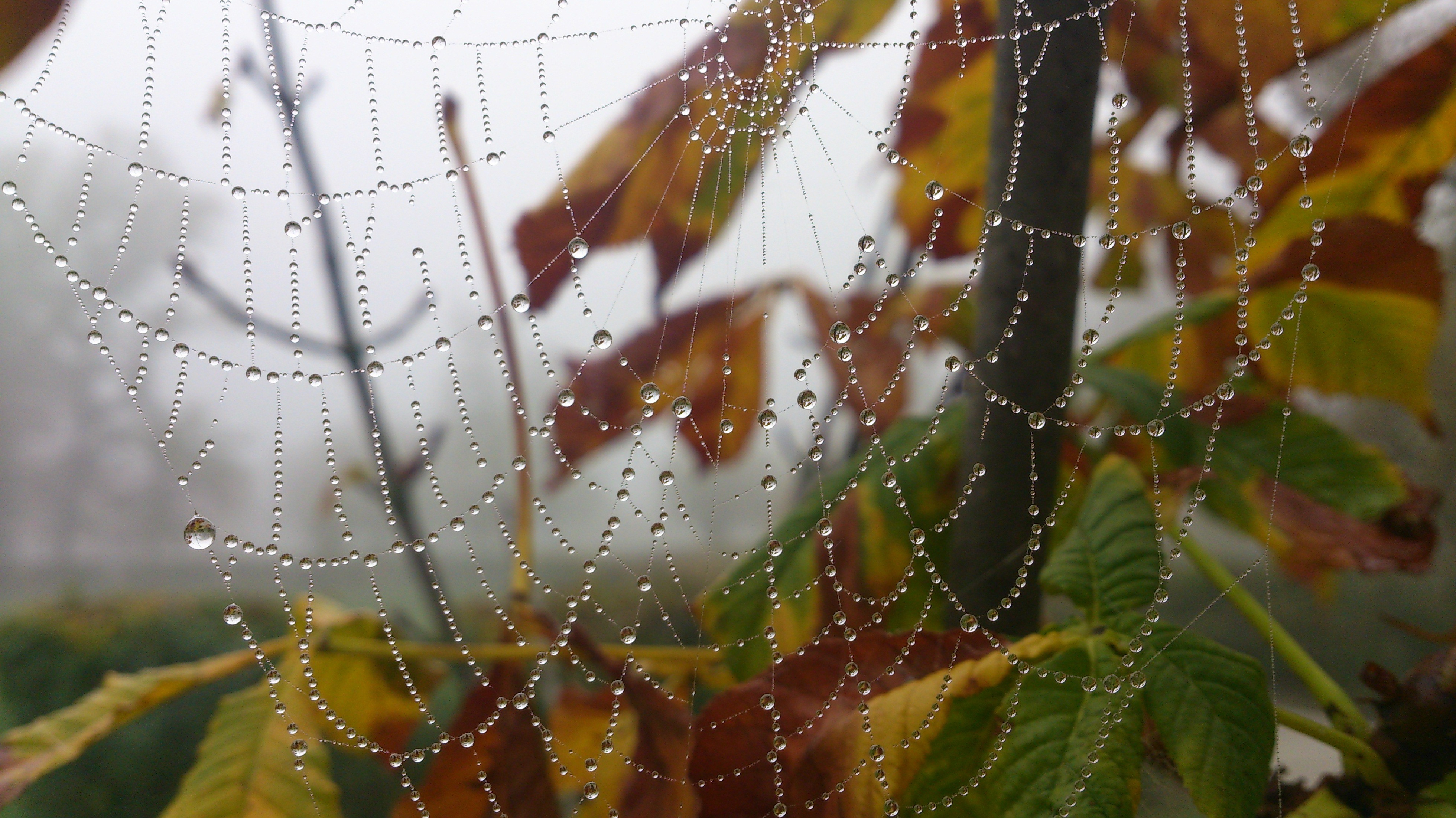 Download mobile wallpaper Spider Web, Photography for free.