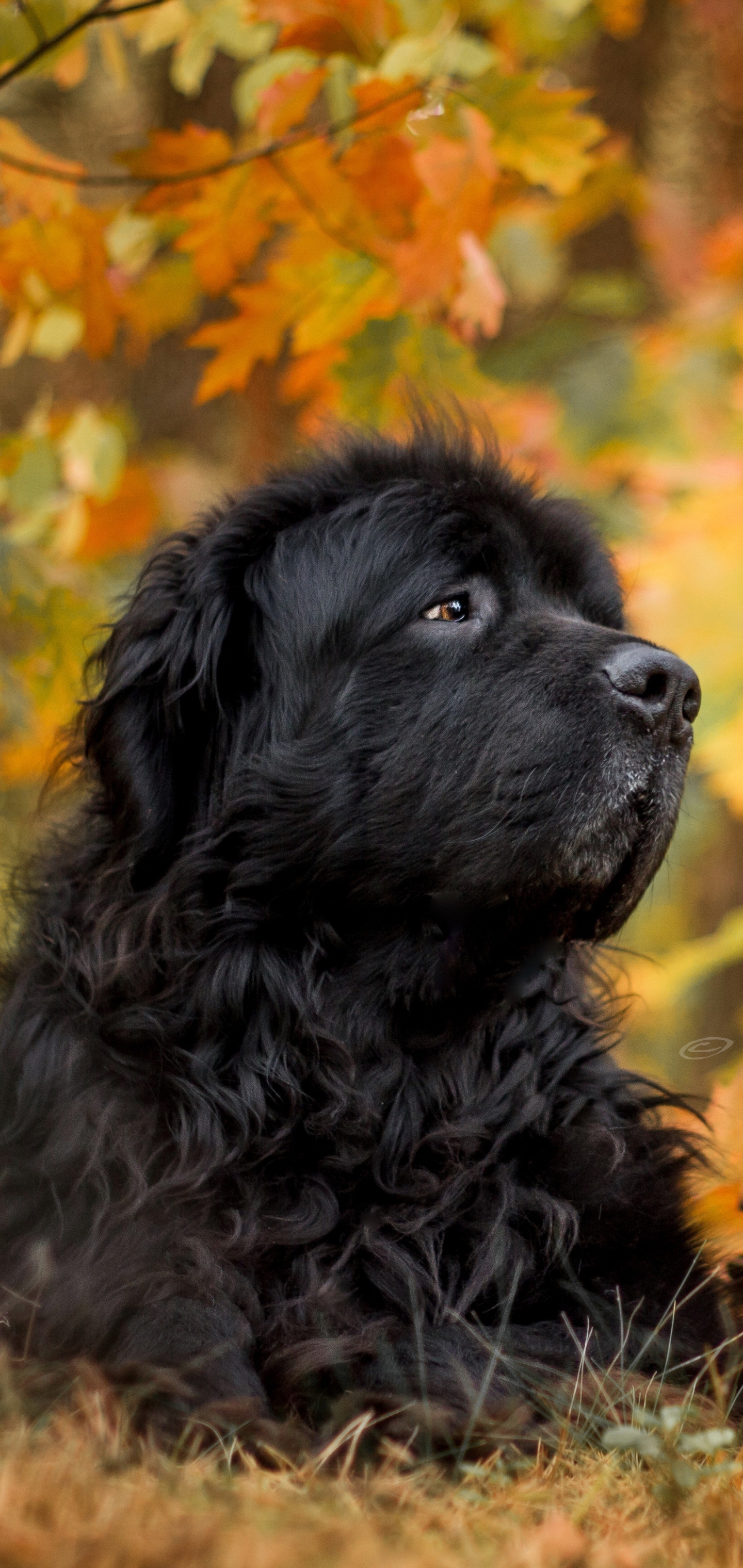 Laden Sie das Tiere, Hunde, Herbst, Hund, Schnauze, Blatt, Neufundland-Bild kostenlos auf Ihren PC-Desktop herunter