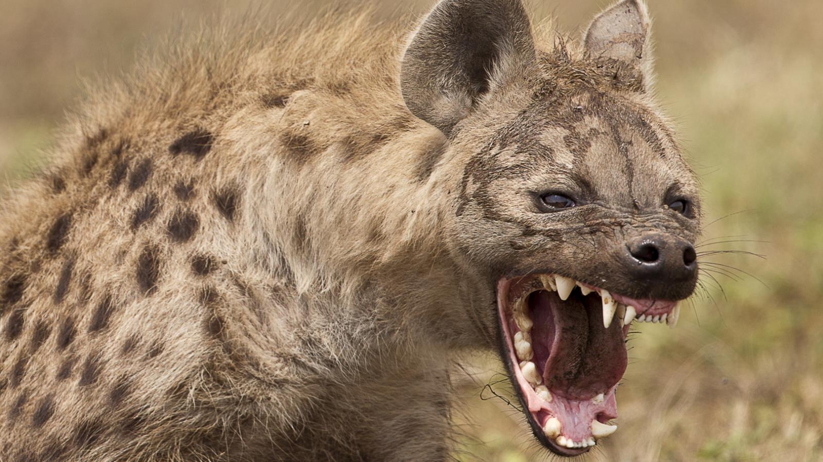 365741 Bild herunterladen tiere, hyäne, katzen - Hintergrundbilder und Bildschirmschoner kostenlos