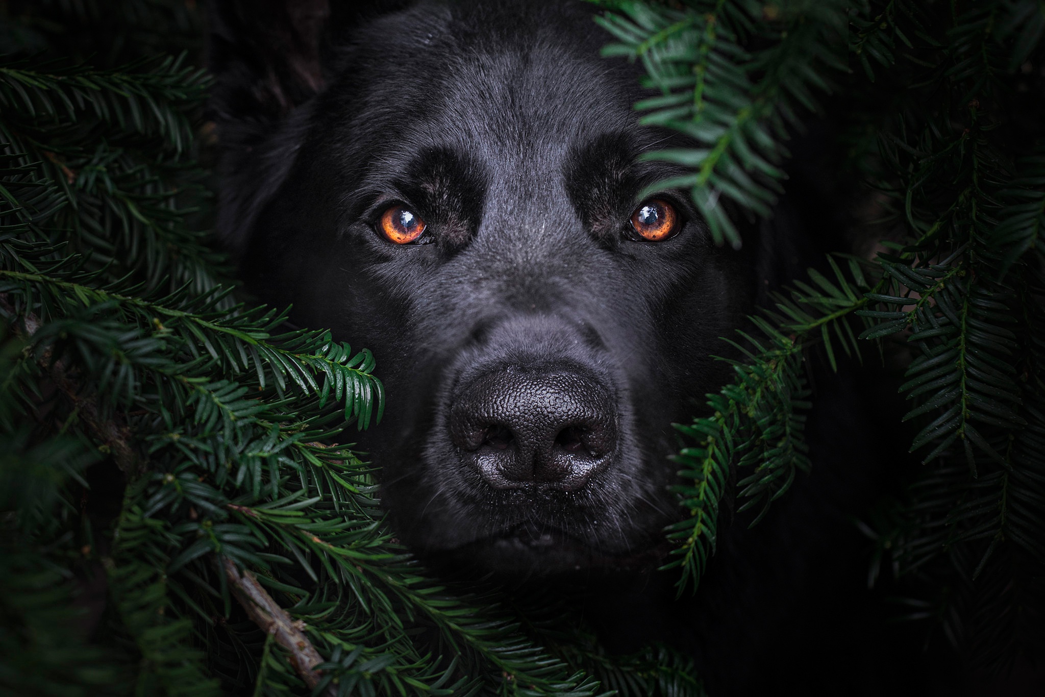 Handy-Wallpaper Tiere, Hunde, Hund, Starren kostenlos herunterladen.