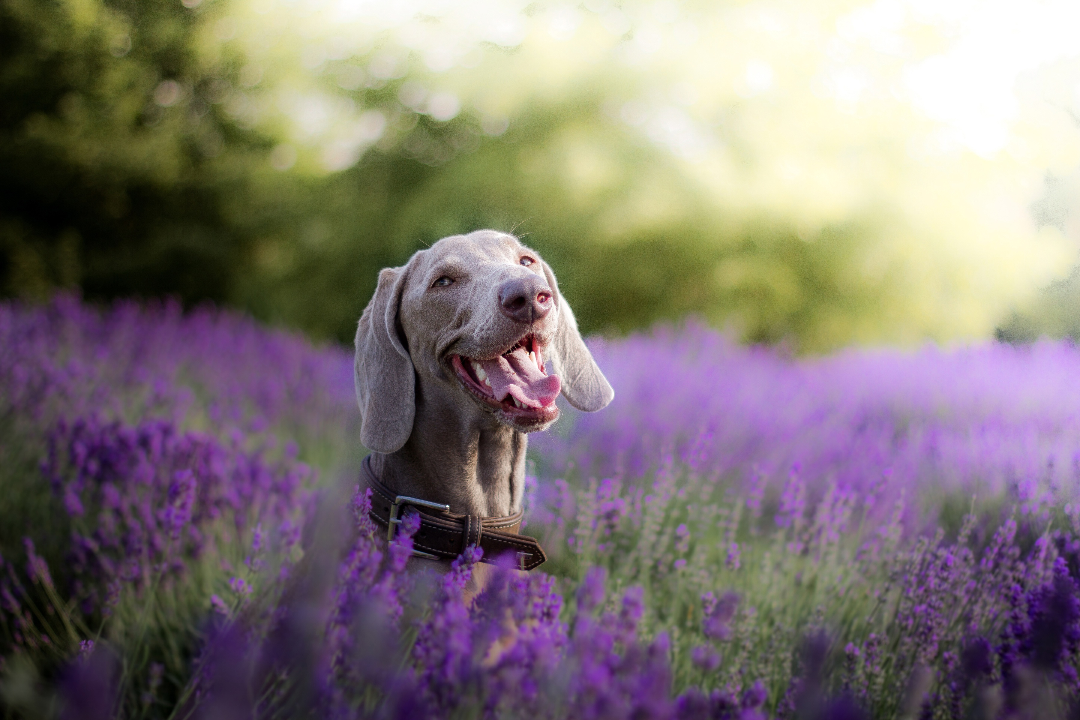 Free download wallpaper Dogs, Dog, Animal, Weimaraner, Lavender on your PC desktop