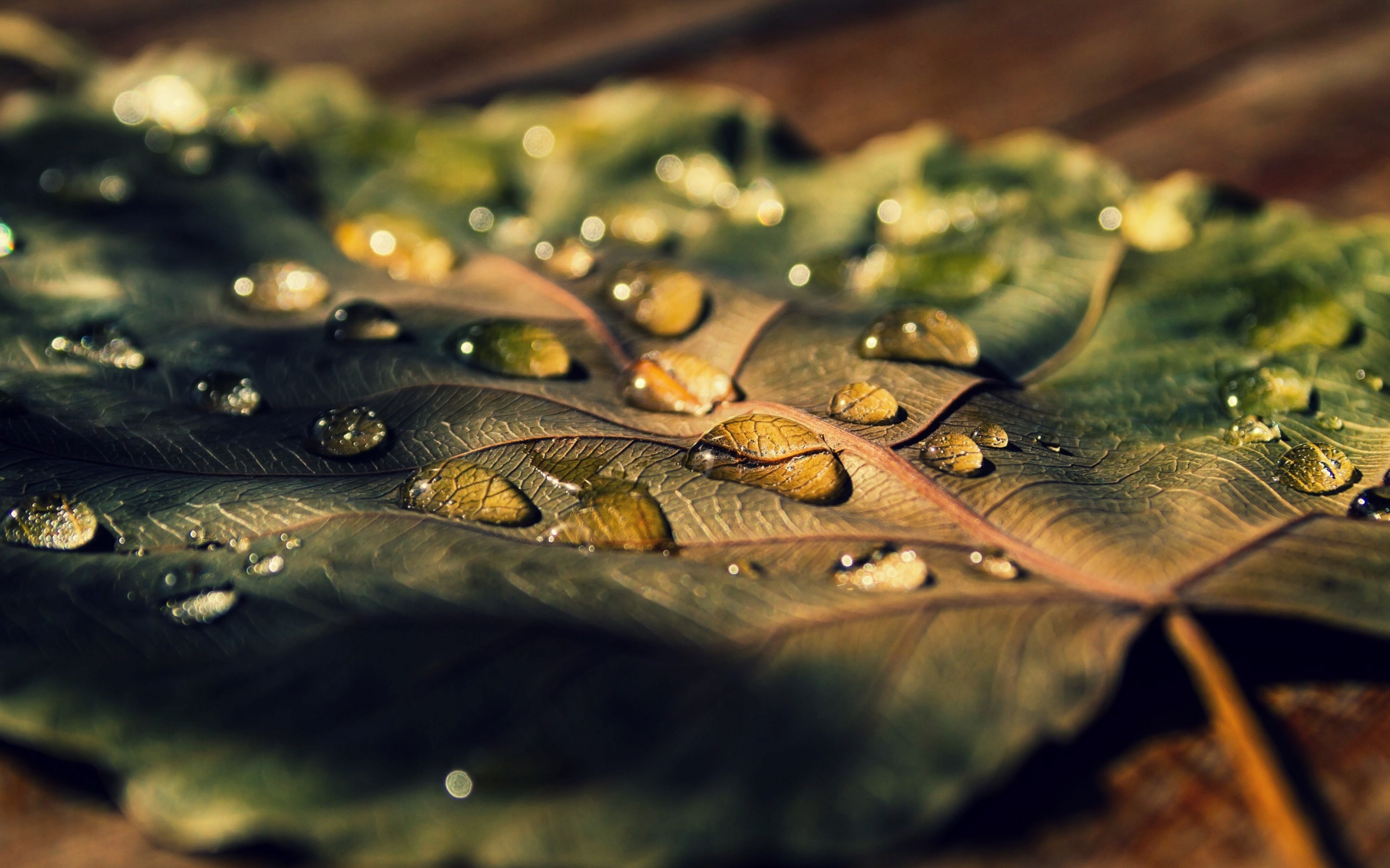 Free download wallpaper Leaf, Earth, Water Drop on your PC desktop