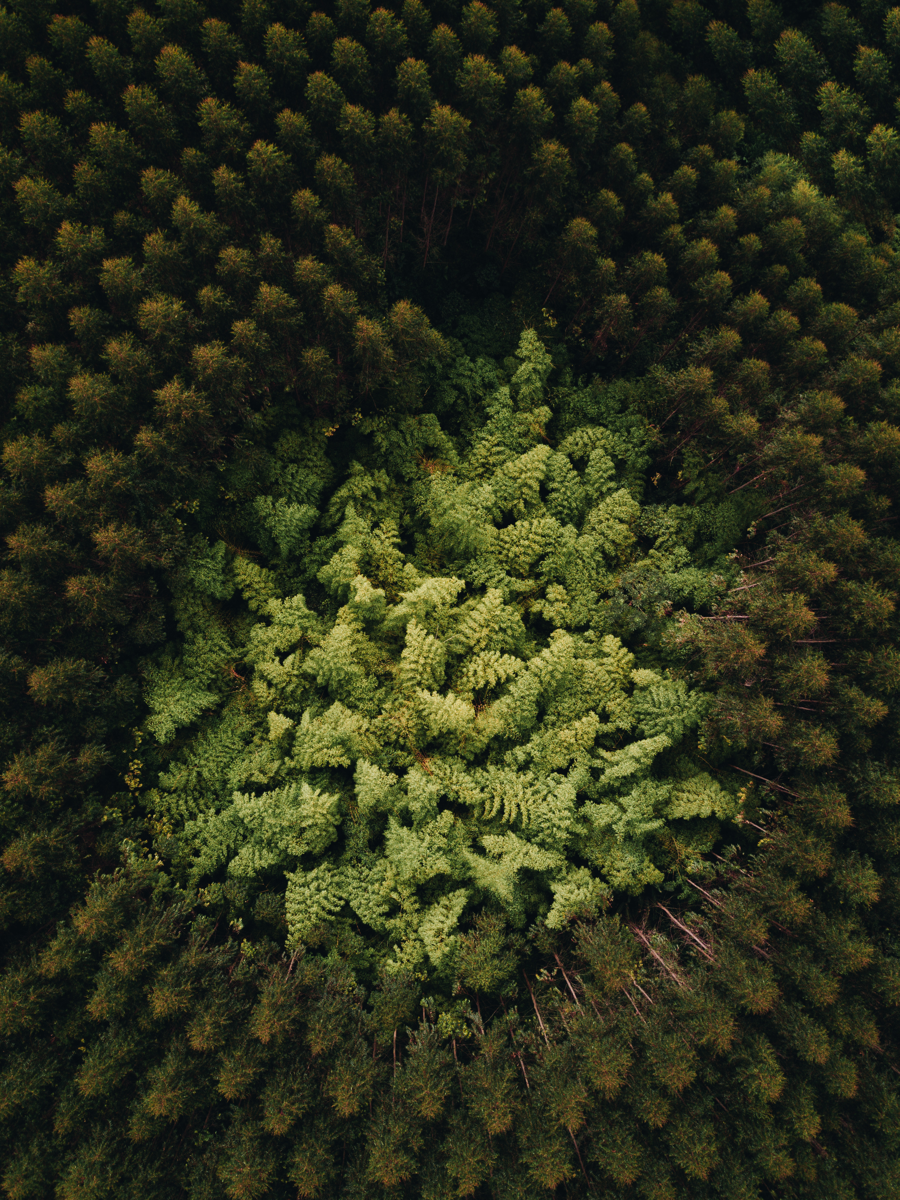 Download mobile wallpaper Top, Tops, Nature, Trees, Forest, View From Above for free.