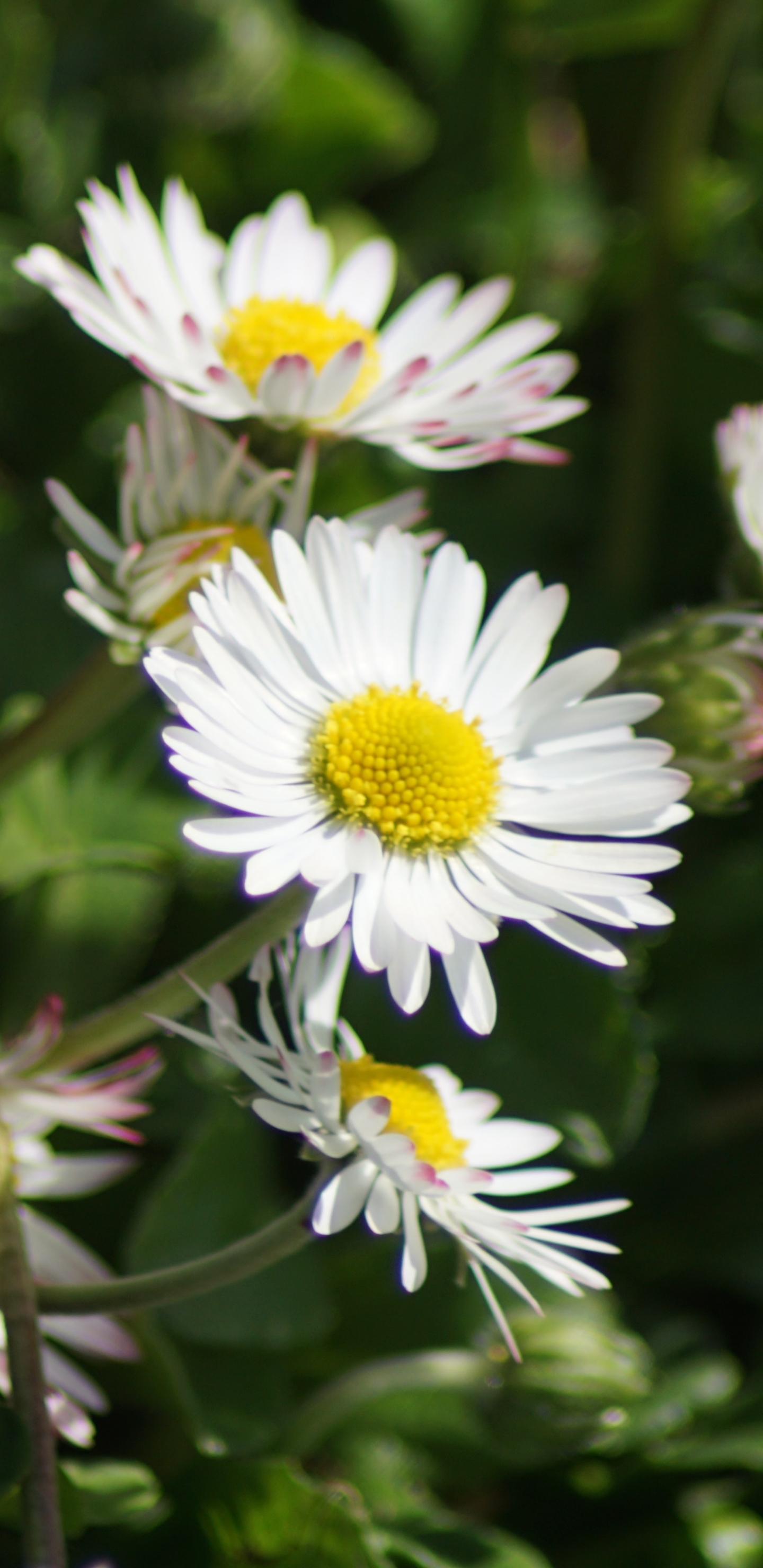 Descarga gratuita de fondo de pantalla para móvil de Flores, Flor, Tierra, Margarita, Tierra/naturaleza.