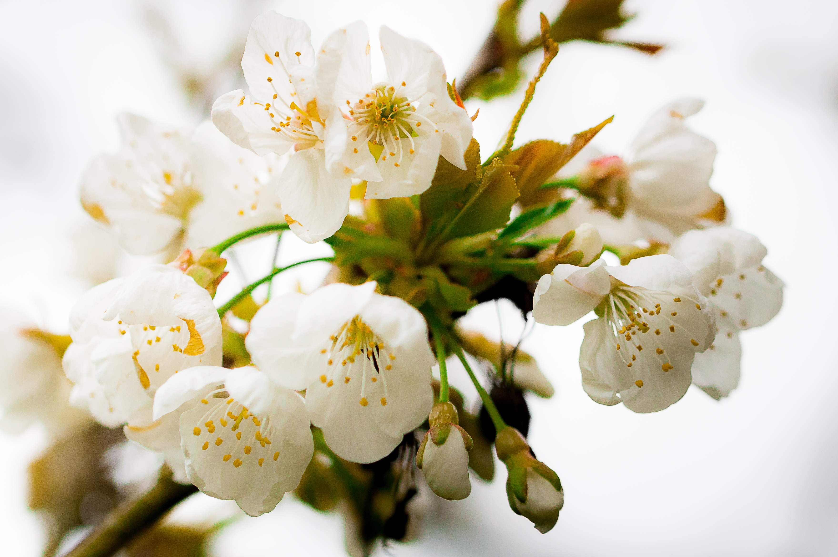 Download mobile wallpaper Macro, Cherry Blossom, Blossom, Spring, Flowers, Earth for free.