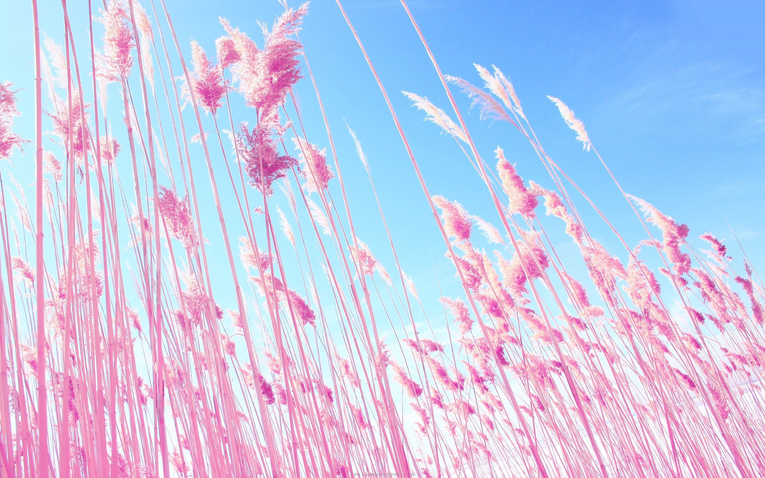 99709 baixar imagens cor de rosa, natureza, grama, céu, rosa - papéis de parede e protetores de tela gratuitamente