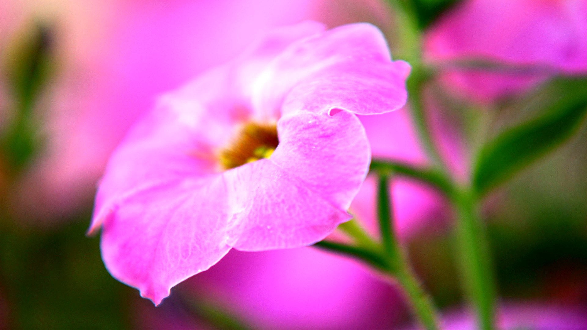 Descarga gratuita de fondo de pantalla para móvil de Flores, Flor, Tierra/naturaleza.