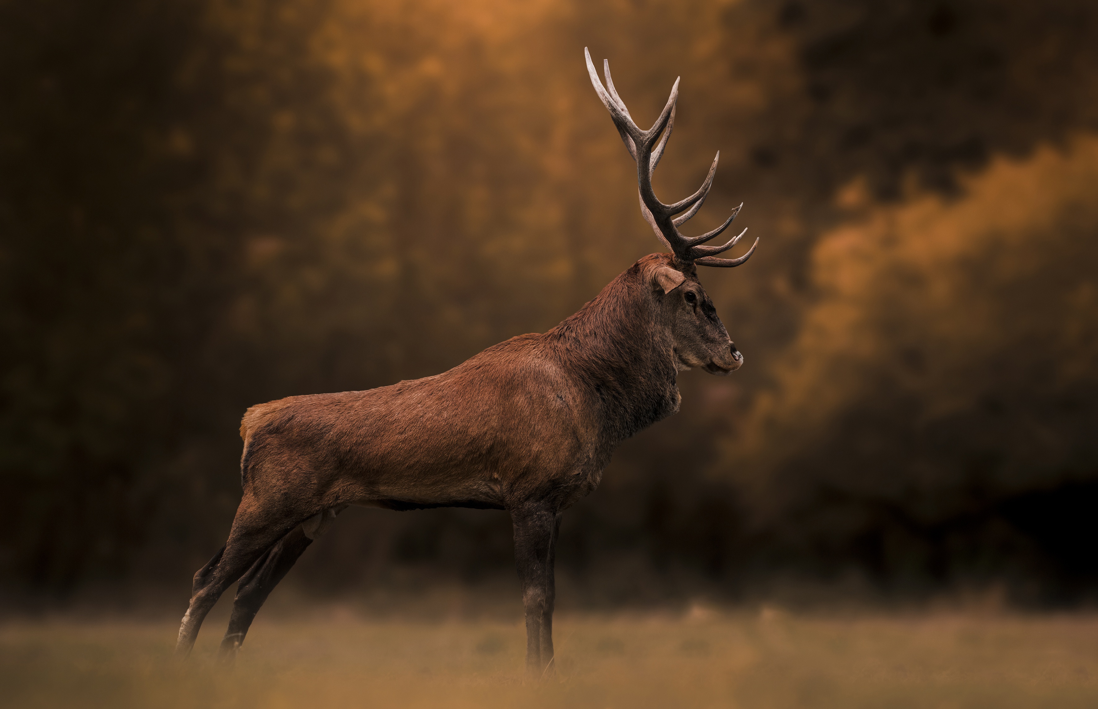 Download mobile wallpaper Animal, Deer, Profile for free.