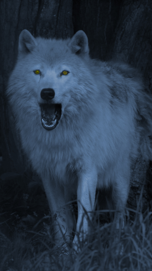 Download mobile wallpaper Dark, Wolf, Animal, Wolves for free.