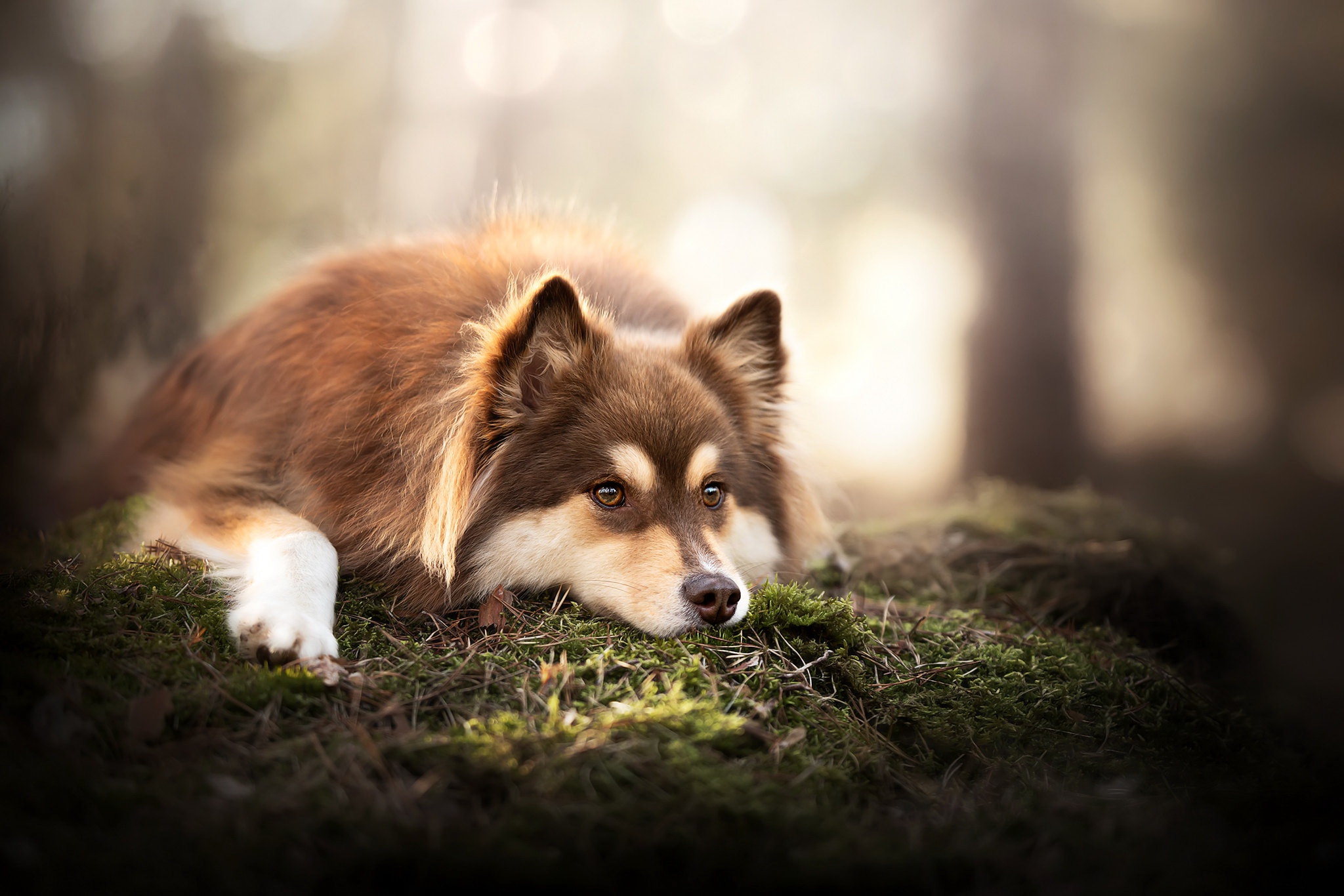 Download mobile wallpaper Dogs, Dog, Animal, Depth Of Field for free.