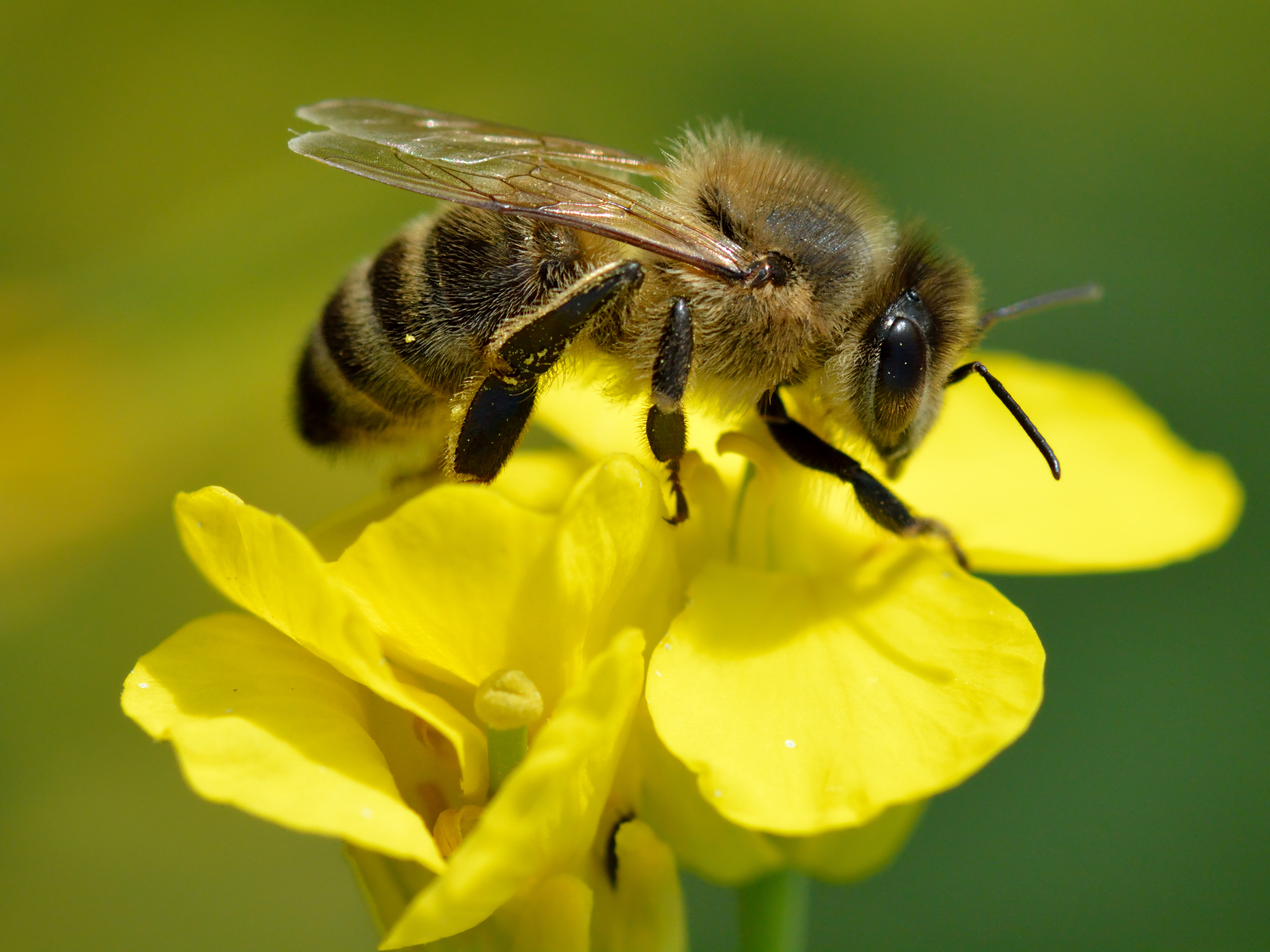 8k Honey Bee Background