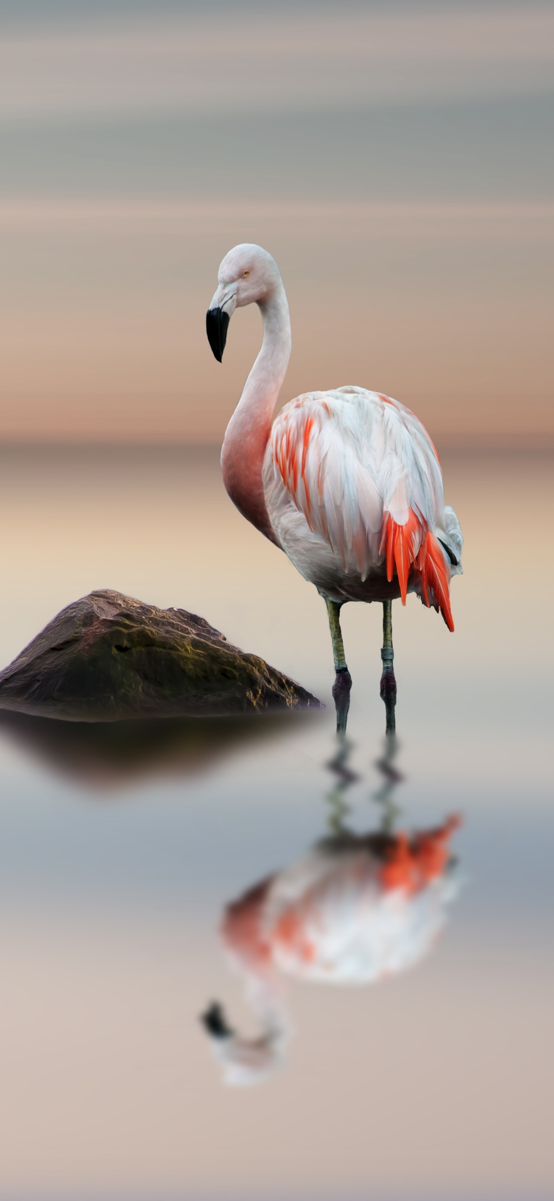 Handy-Wallpaper Tiere, Vögel, Flamingo, Horizont, Vogel, Spiegelung, Betrachtung kostenlos herunterladen.