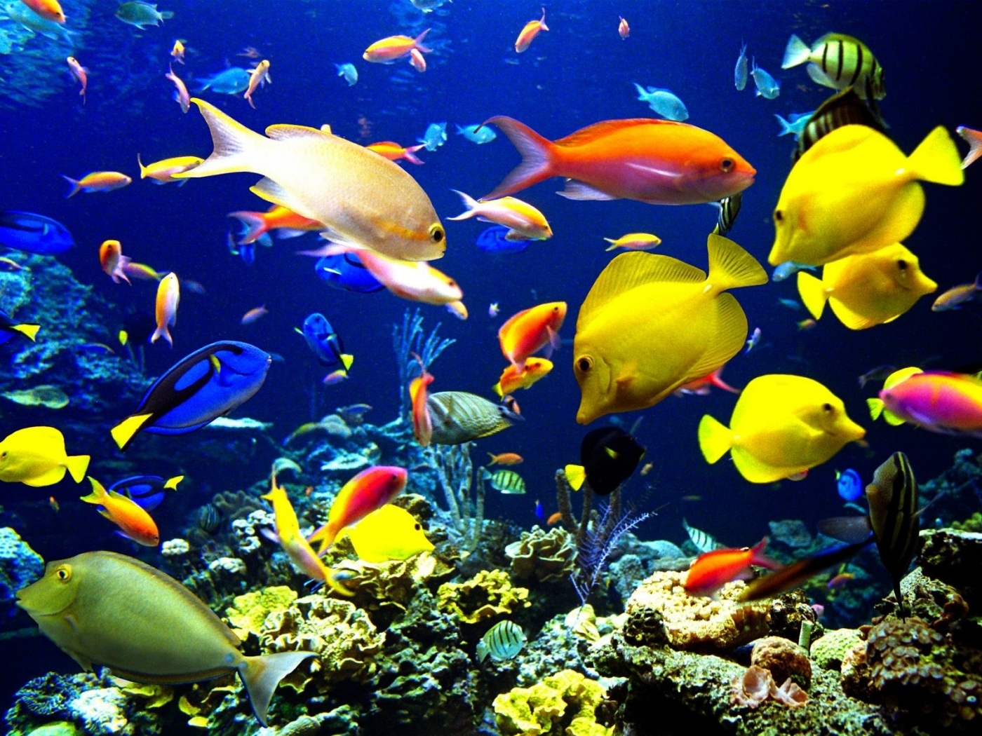 fishes, animals, aquariums
