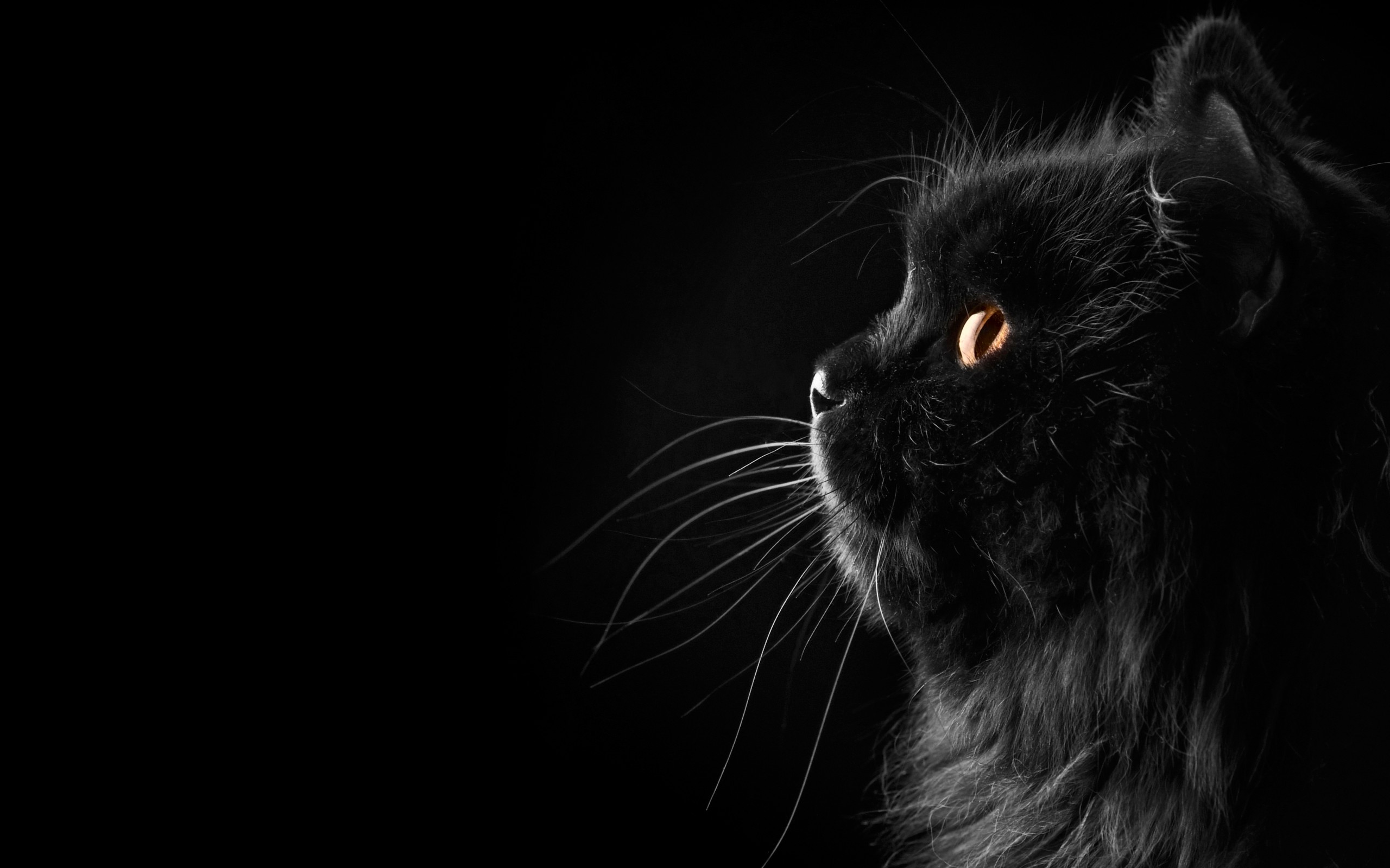 Descarga gratis la imagen Animales, Gatos, Gato en el escritorio de tu PC
