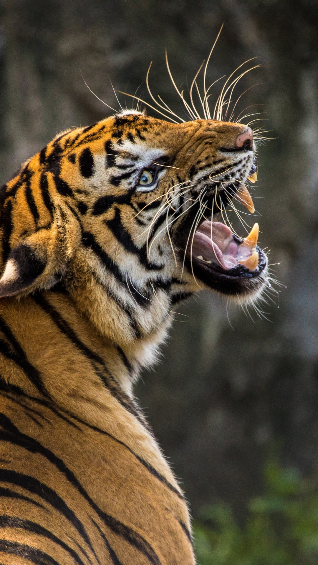 Baixar papel de parede para celular de Gatos, Animais, Tigre gratuito.