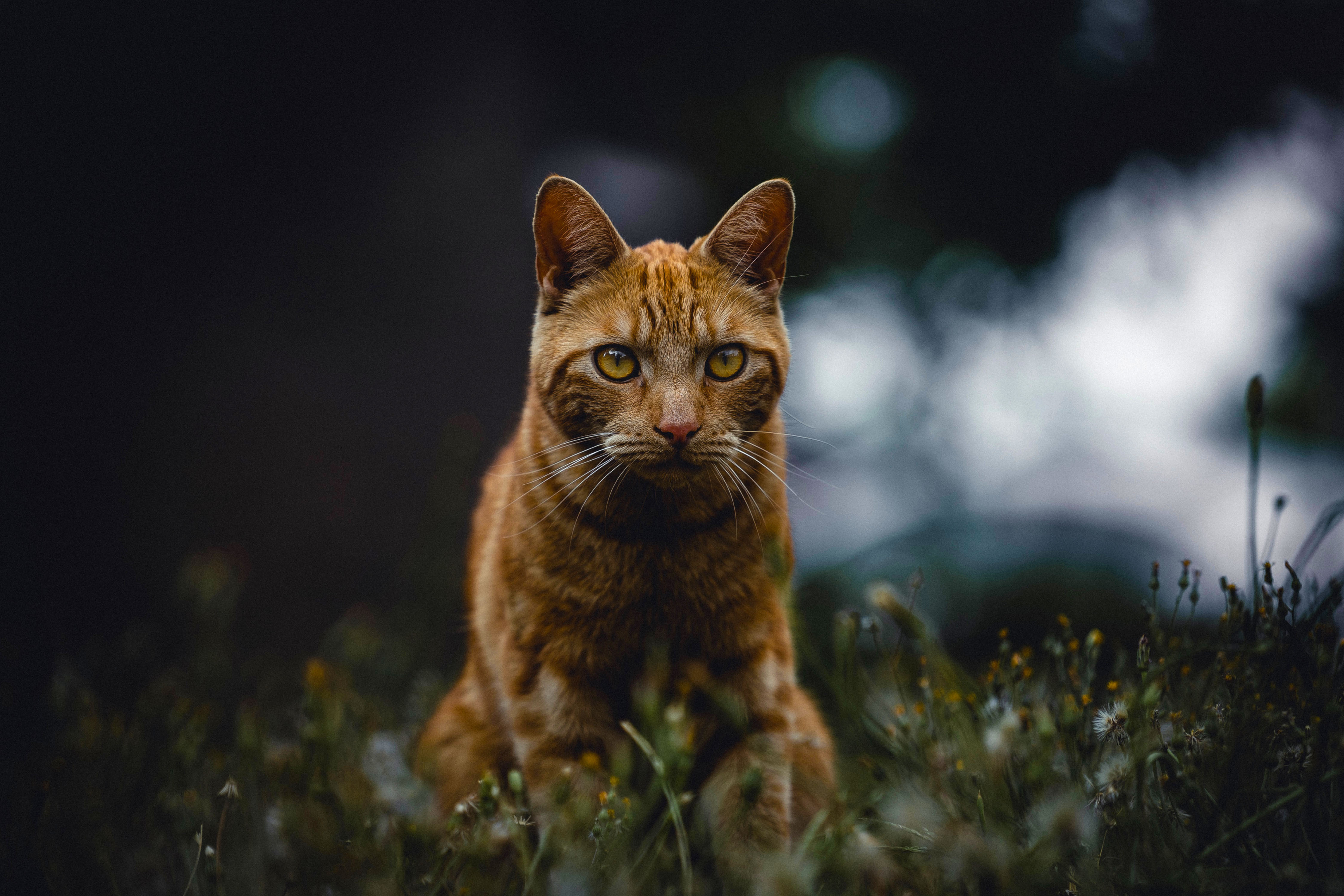 Baixar papel de parede para celular de Animais, Gatos, Gato gratuito.