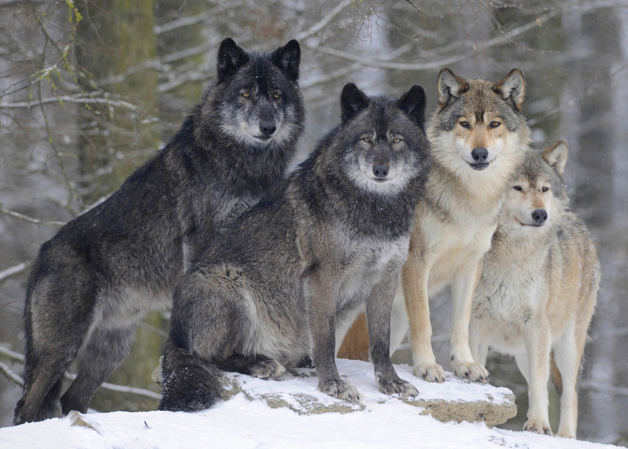 376374 descargar fondo de pantalla animales, lobo gris, invierno, wolves: protectores de pantalla e imágenes gratis