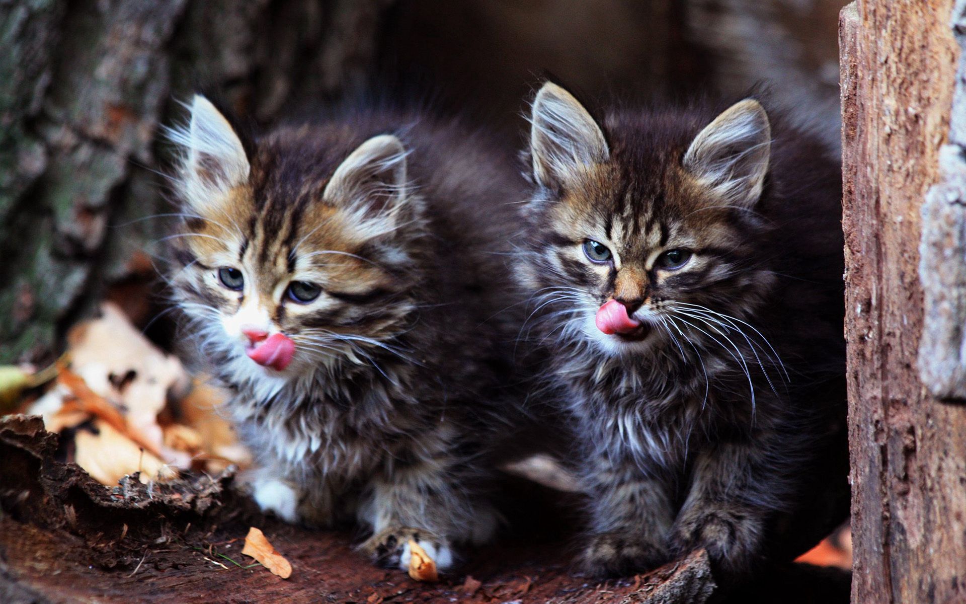 Download mobile wallpaper Animals, Fluffy, Muzzle, Pair, Kittens, Couple for free.