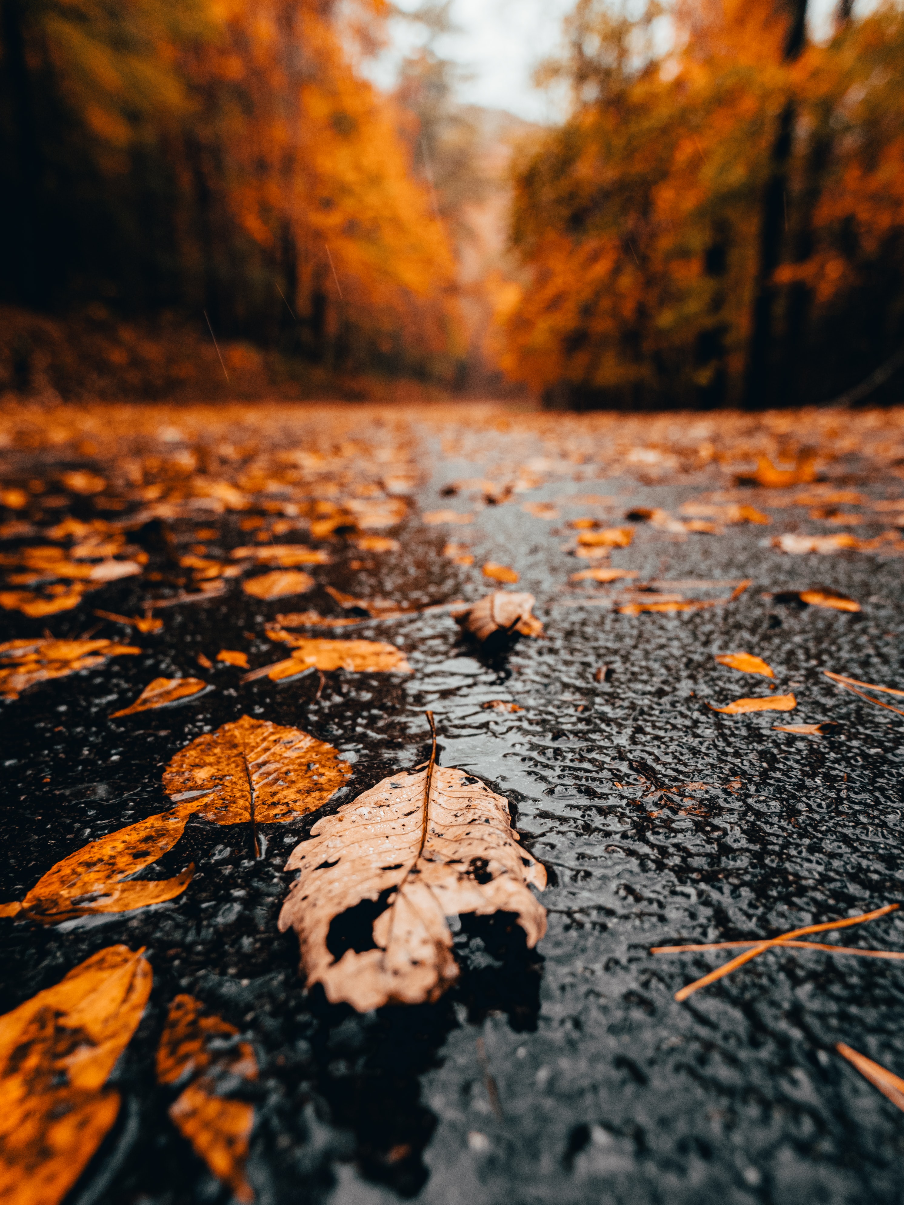 rain, wet, leaves, nature, autumn cellphone