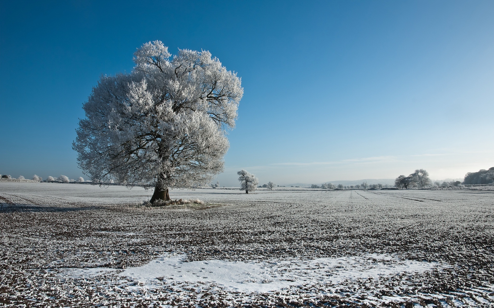 Free download wallpaper Trees, Tree, Earth on your PC desktop