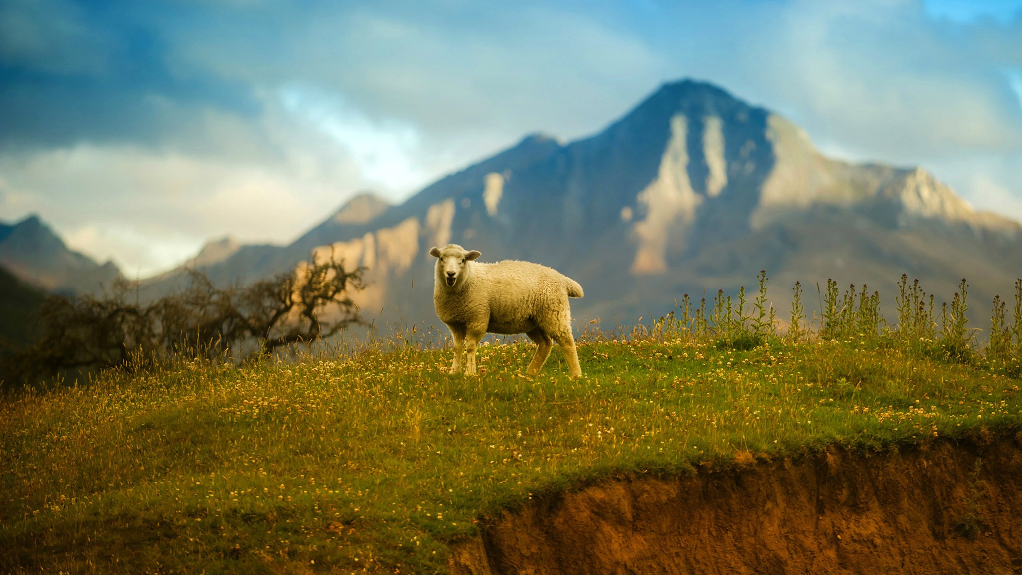 無料モバイル壁紙動物, 羊をダウンロードします。