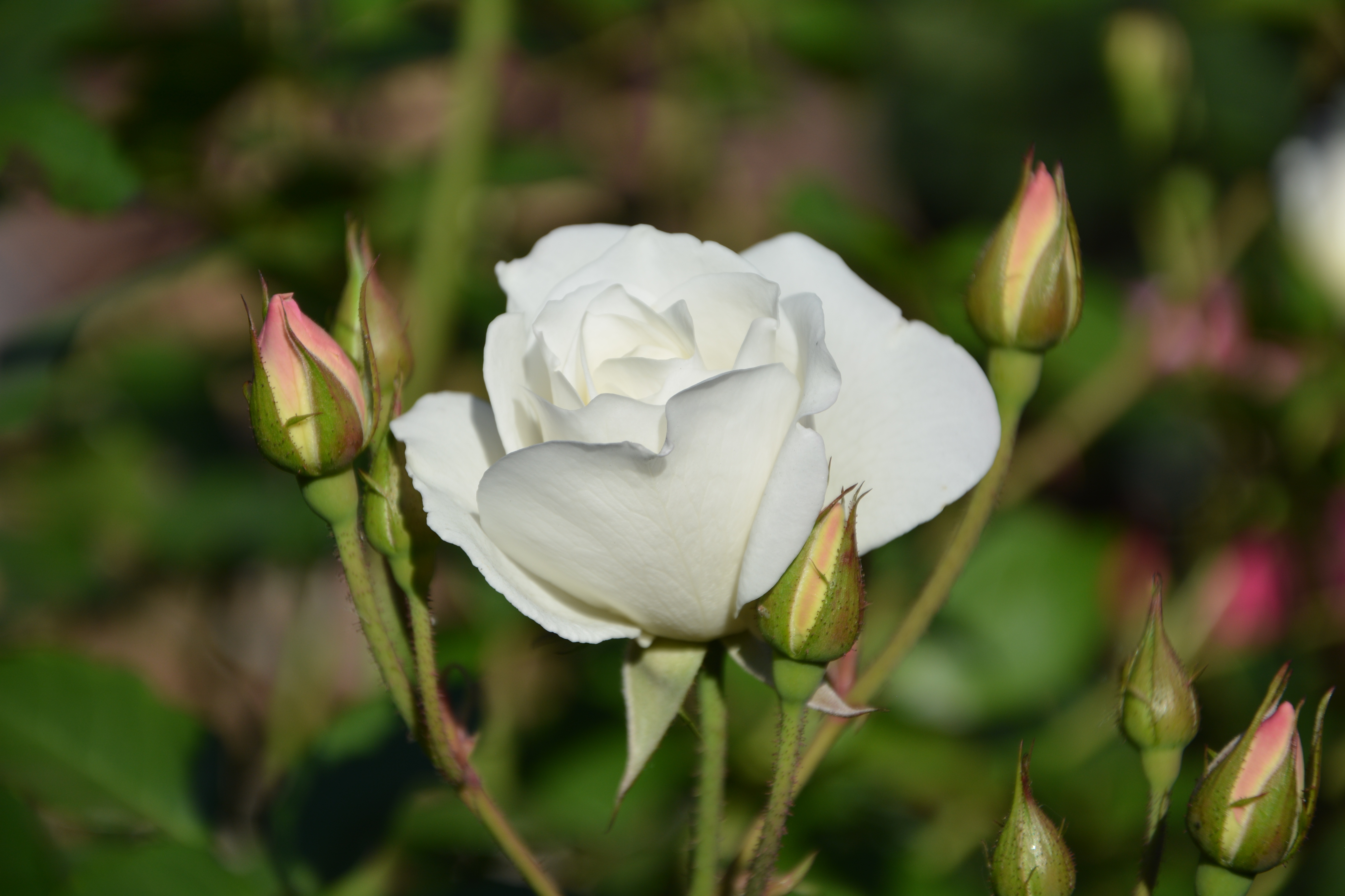 Téléchargez des papiers peints mobile Tige, Fleurs, Bourgeons, Floraison, Une Rose, Rose gratuitement.