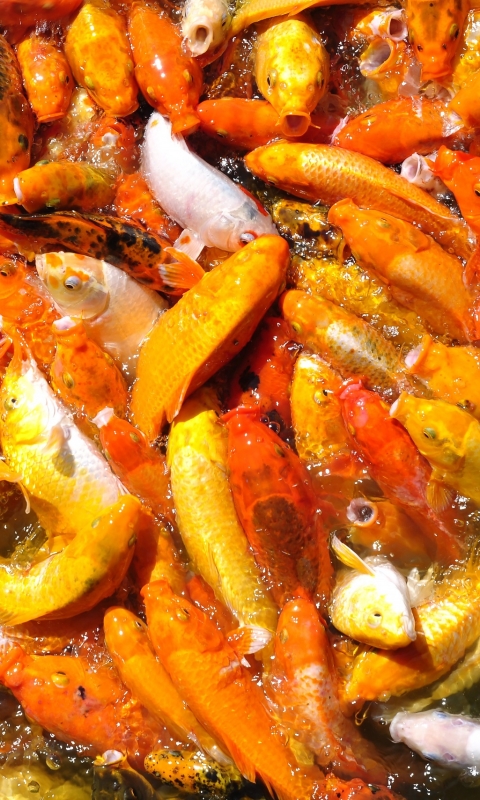Download mobile wallpaper Fishes, Animal, Fish, Koi, Koi Carp, Orange (Color) for free.
