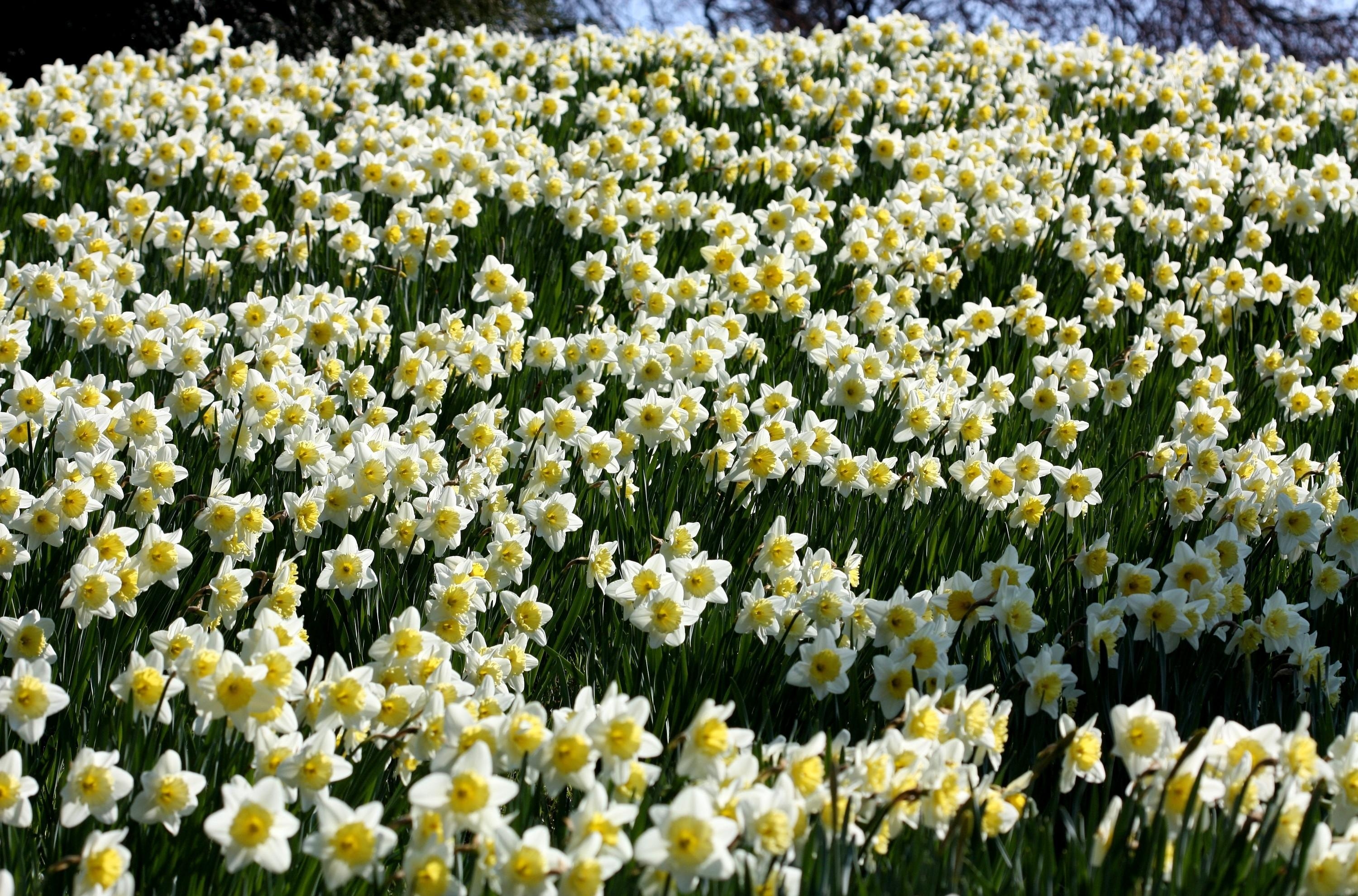 narcissus, earth, daffodil, flower, white flower, flowers