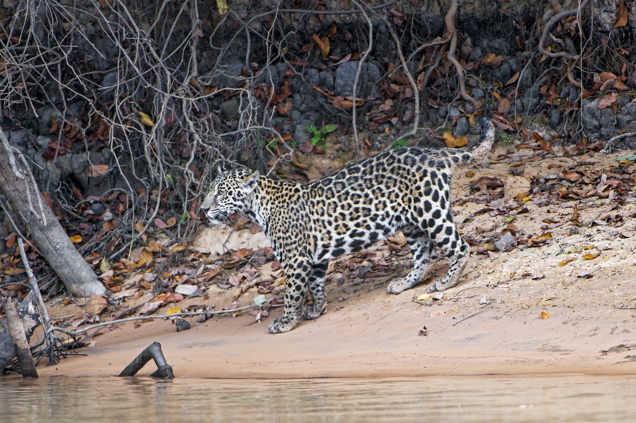 Descarga gratuita de fondo de pantalla para móvil de Animales, Gatos, Jaguar.