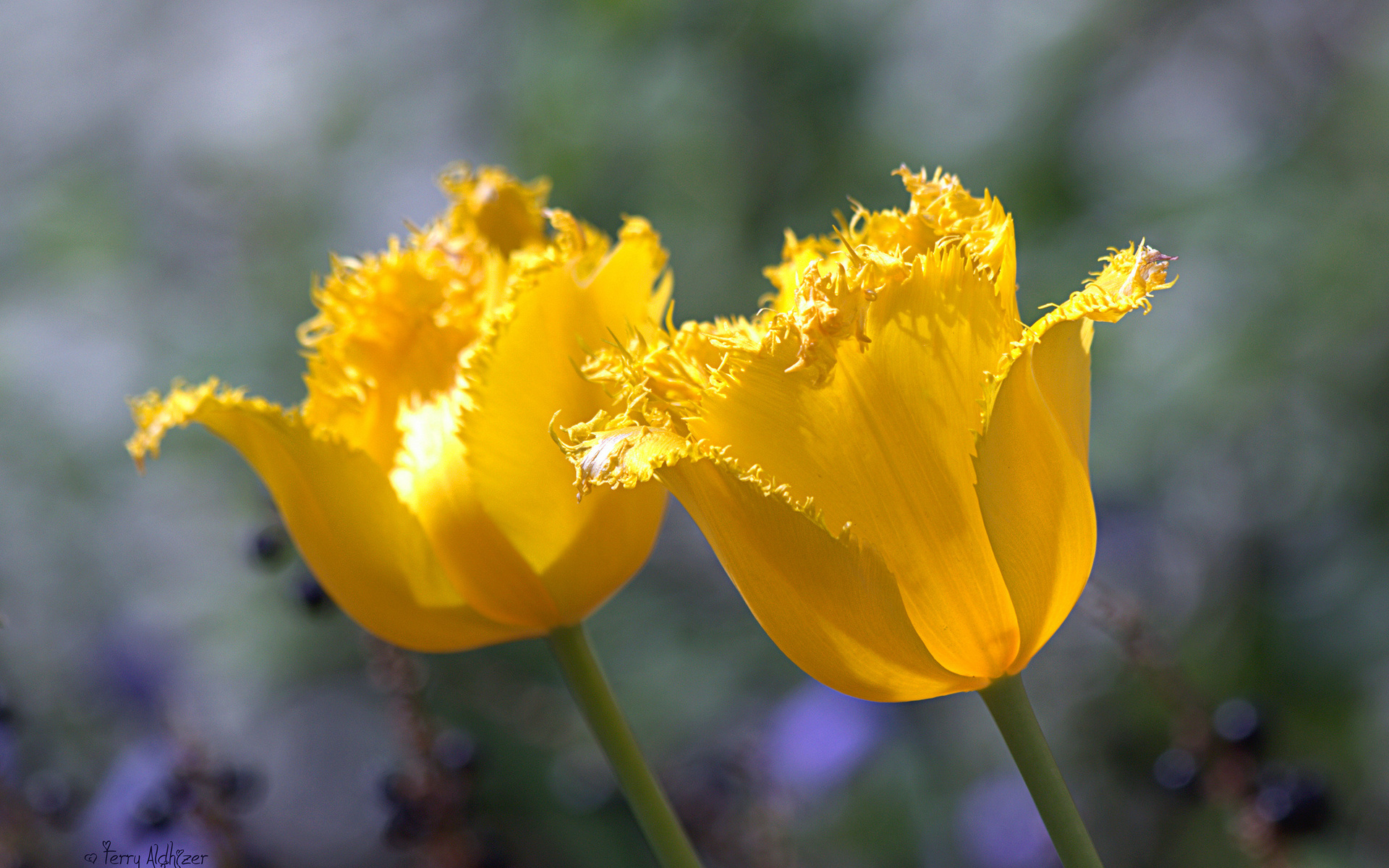 Free download wallpaper Tulip, Flowers, Earth on your PC desktop