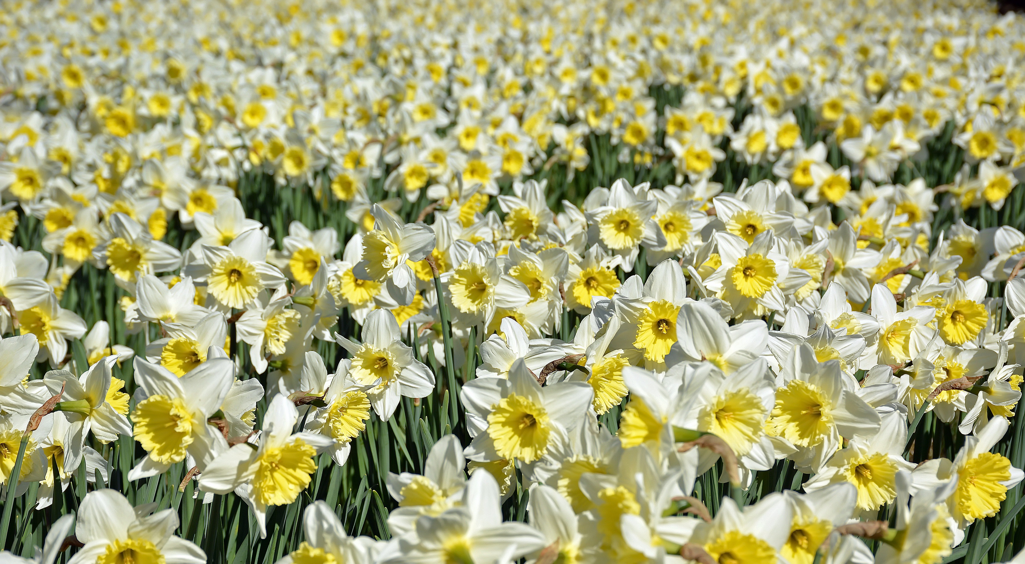 Free download wallpaper Nature, Flowers, Flower, Earth, White Flower, Daffodil on your PC desktop