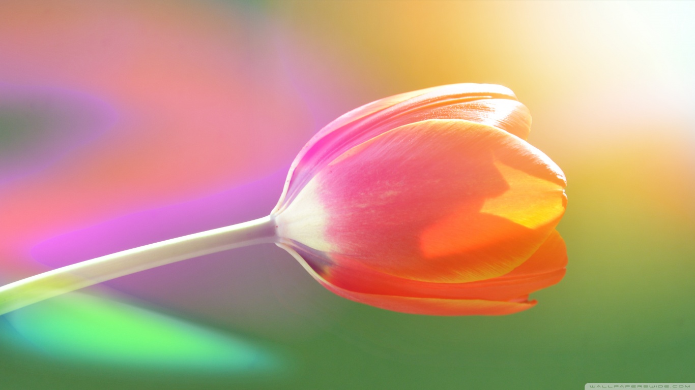 Descarga gratuita de fondo de pantalla para móvil de Tulipán, Flores, Flor, Tierra/naturaleza.