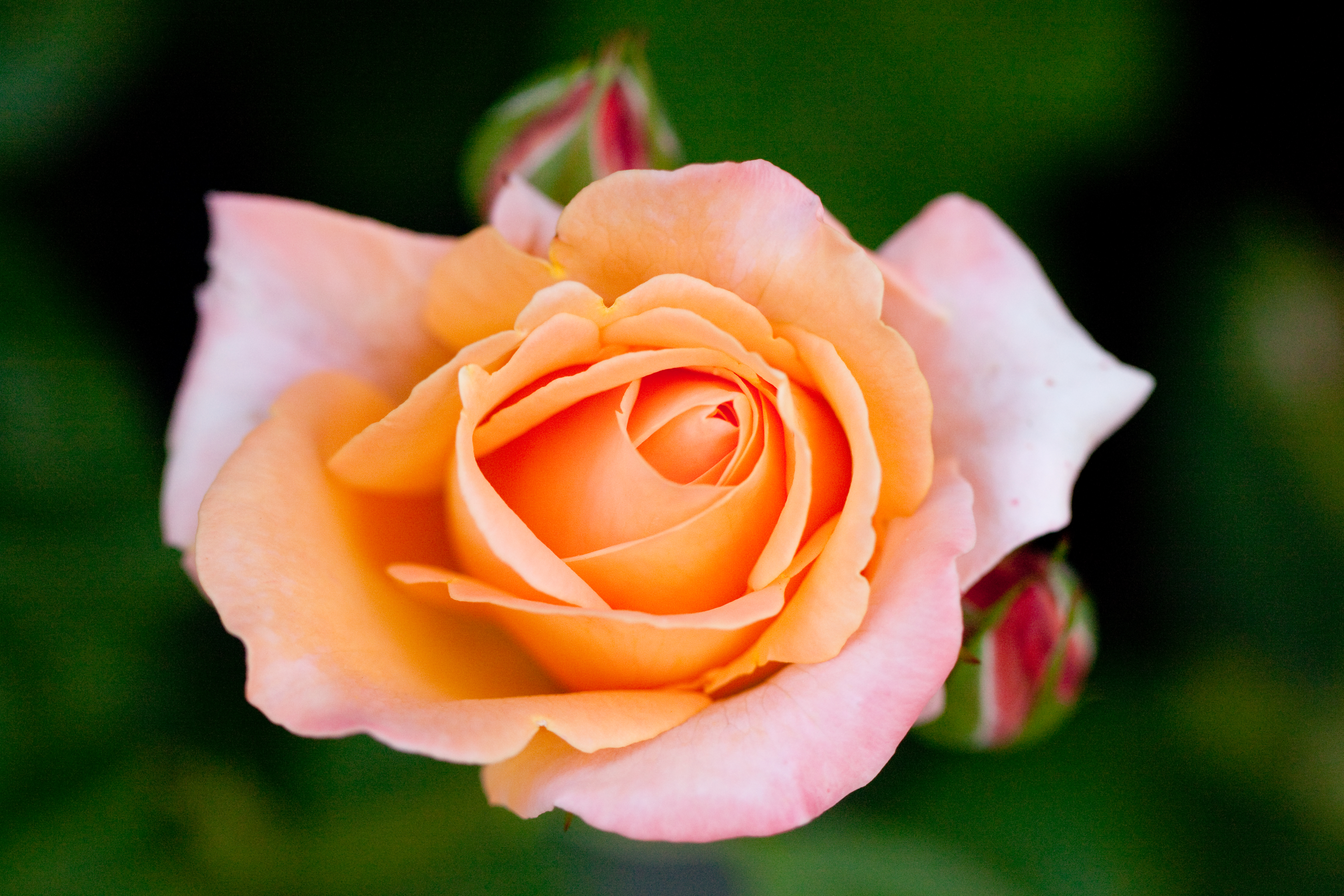 1521569 Bildschirmschoner und Hintergrundbilder Blumen auf Ihrem Telefon. Laden Sie  Bilder kostenlos herunter