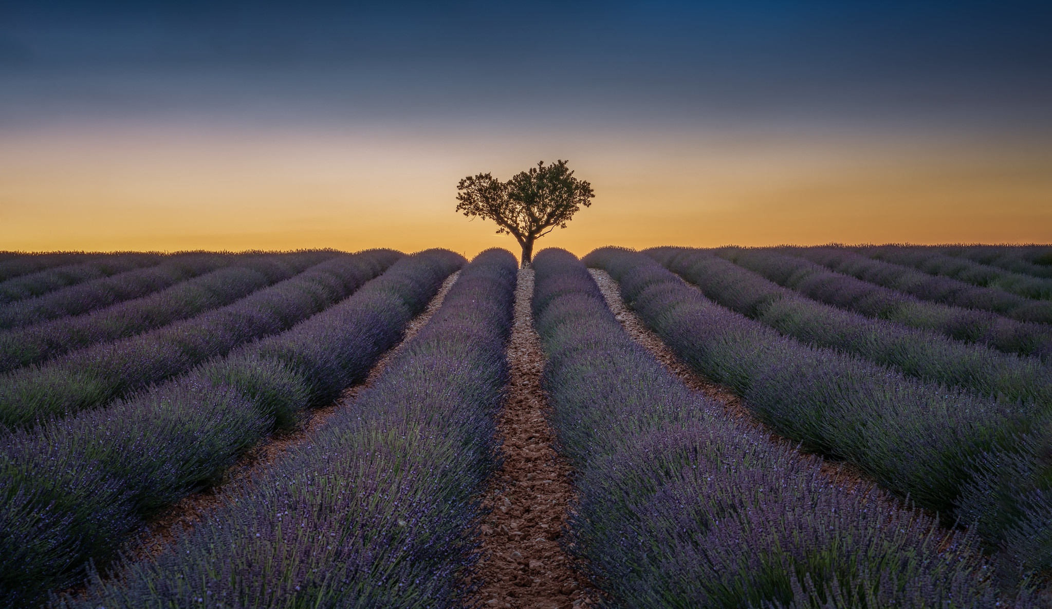 Laden Sie das Blumen, Feld, Lavendel, Erde/natur-Bild kostenlos auf Ihren PC-Desktop herunter