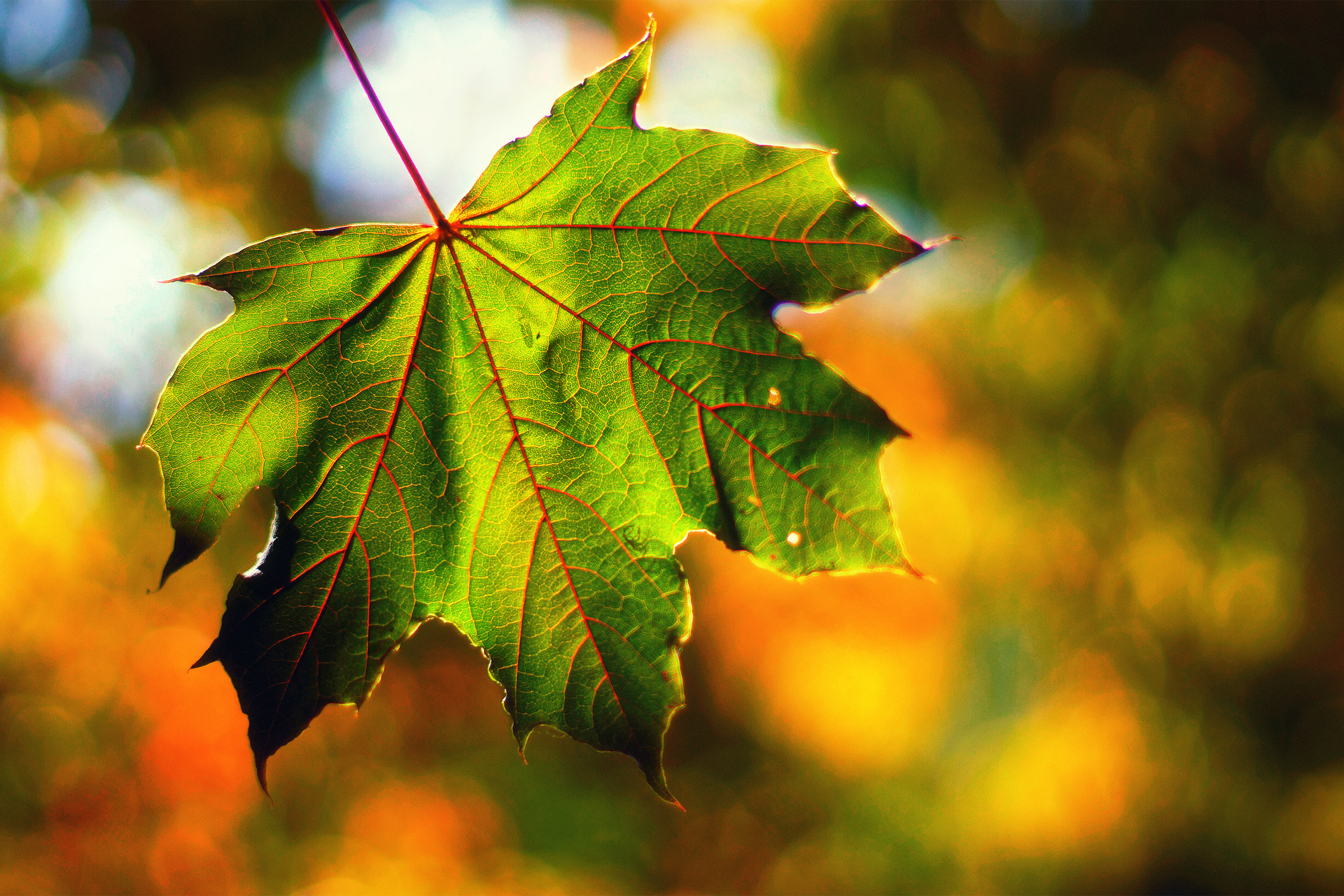 Free download wallpaper Leaf, Earth on your PC desktop